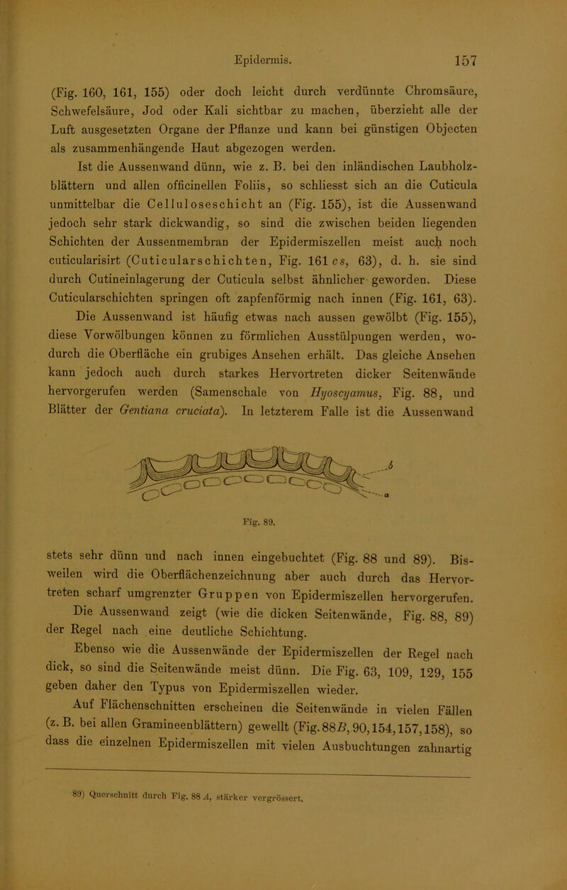 (Fig. 160, 161, 155) oder doch leicht durch verdünnte Chromsäure, Schwefelsäure, Jod oder Kali sichtbar zu machen, überzieht alle der Luft ausgesetzten Organe der Pflanze und kann bei günstigen Objecten als zusammenhängende Haut abgezogen werden. Ist die Aussenwand dünn, wie z. B. bei den inländischen Laubholz- blätteru und allen officinellen Foliis, so schliesst sich an die Cuticula unmittelbar die Celluloseschicht an (Fig. 155), ist die Aussenwand jedoch sehr stark dickwandig, so sind die zwischen beiden liegenden Schichten der Aussenmembran der Epidermiszellen meist auch noch cuticularisirt (Cuticularschichten, Fig. 161 cs, 63), d. h. sie sind durch Cutineinlagerung der Cuticula selbst ähnlicher geworden. Diese Cuticularschichten springen oft zapfenförmig nach innen (Fig. 161, 63). Die Aussenwand ist häufig etwas nach aussen gewölbt (Fig. 155), diese Yorwölbungen können zu förmlichen Ausstülpungen werden, wo- durch die Oberfläche ein grubiges Ansehen erhält. Das gleiche Ansehen kann jedoch auch durch starkes Hervortreten dicker Seitenwände hervorgerufen werden (Samenschale von Hyoscyamus, Fig. 88, und Blätter der Gentiana cruciata). In letzterem Falle ist die Aussenwand Fig. 89. stets sehr dünn und nach innen eingebuchtet (Fig. 88 und 89). Bis- weilen wird die Oberflächenzeichnung aber auch durch das Hervor- treten scharf umgrenzter Gruppen von Epidermiszellen hervorgerufen. Die Aussenwand zeigt (wie die dicken Seitenwände, Fig. 88, 89) der Regel nach eine deutliche Schichtung. Ebenso wie die Aussenwände der Epidermiszellen der Regel nach dick, so sind die Seitenwände meist dünn. Die Fig. 63, 109, 129, 155 geben daher den Typus von Epidermiszellen wieder. Auf Flächenschnitten erscheinen die Seitenwände in vielen Fällen (z. B. bei allen Gramineenblätteru) gewellt (Fig. 88R, 90,154,157,158), so dass die einzelnen Epidermiszellen mit vielen Ausbuchtungen zahnartig 89) Querschnitt durch Fig. 88.4, stärker vergrössert.