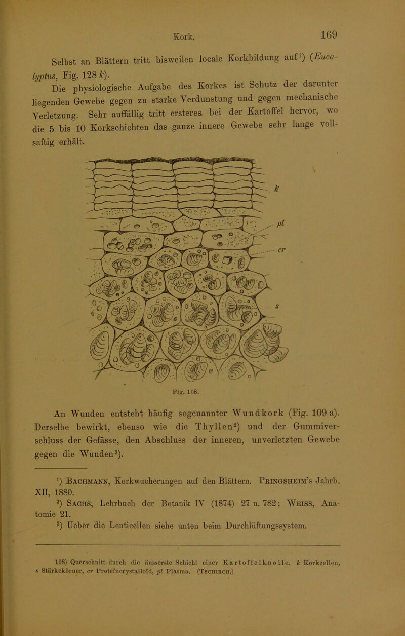 Selbst an Blättern tritt bisweilen locale Korkbildung auf1) (Euca- lyptus, Fig. 128 k). Die physiologische Aufgabe des Korkes ist Schutz der darunter liegenden Gewebe gegen zu starke Verdunstung und gegen mechanische Verletzung. Sehr auffällig tritt ersteres. bei der Kartoffel hervor, wo die 5 bis 10 Korkschichten das ganze innere Gewebe sehr lange voll- saftig erhält. An Wunden entsteht häufig sogenannter Wundkork (Fig. 109 a). Derselbe bewirkt, ebenso wie die Thyllen2) und der Gummiver- schluss der Gefässe, den Abschluss der inneren, unverletzten Gewebe gegen die Wunden3). !) Bachmann, Korkwucherungen auf den Blättern. Pringsheim’s Jahrb. XII, 1880. 2) Sachs, Lehrbuch der Botanik IV (1874) 27 u. 782; WEISS, Ana- tomie 21. 3) Ueber die Lenticellen siehe unten beim Durchlüftungssystem. 108) Querschnitt durch die äusserste Schicht einer Kartoffelknolle, k Korkzelleu, s Stärkekörner, er ProteVncrystalloi'd, pl Plasma. (Tschirch.)