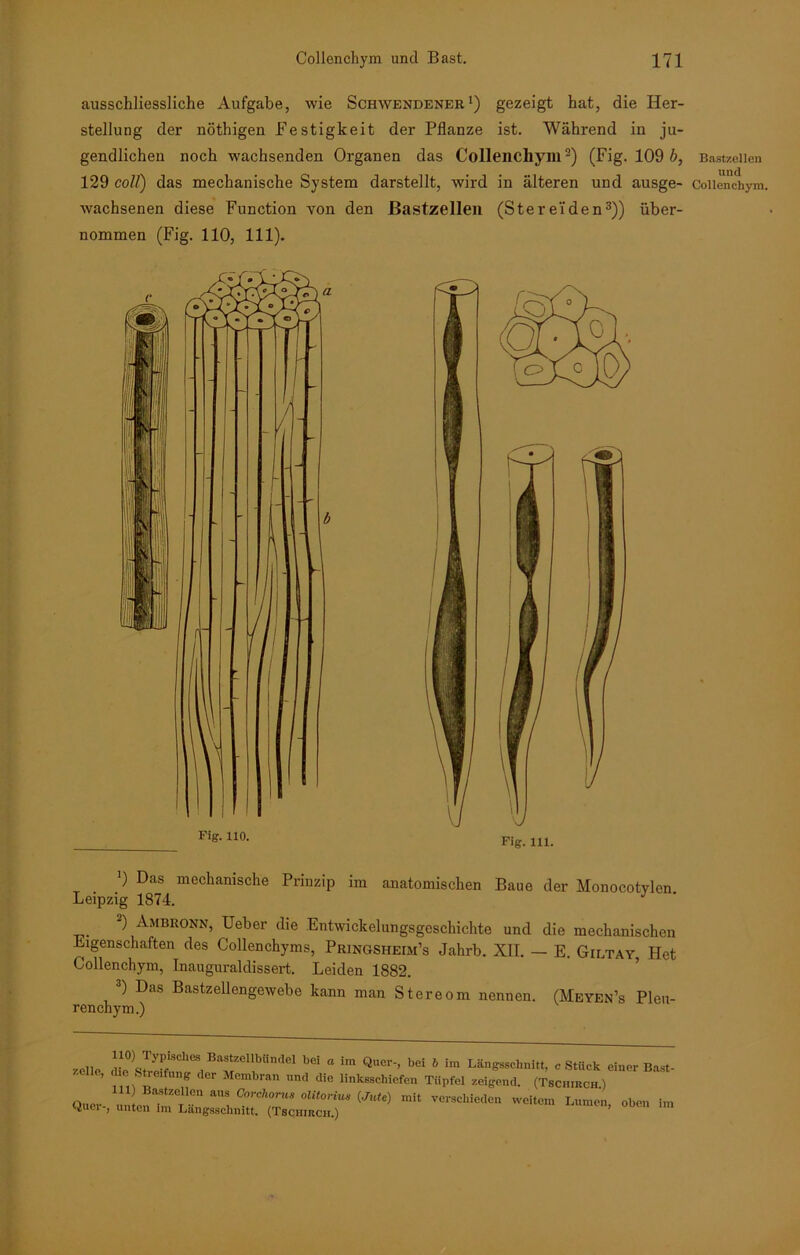 ausschliessliche Aufgabe, wie Schwendener J) gezeigt hat, die Her- stellung der nöthigen Festigkeit der Pflanze ist. Während in ju- gendlichen noch wachsenden Organen das Collenchym2) (Fig. 109 b, 129 coli) das mechanische System darstellt, wird in älteren und ausge- wachsenen diese Function von den Bastzellen (Stere'iden3)) über- nommen (Fig. 110, 111). ’) Das mechanische Prinzip im anatomischen Baue der Monocotvlen Leipzig 1874. J ’ 2) Ambronn, Ueber die Entwickelungsgeschichte und die mechanischen Eigenschaften des Collenchyms, Pringsheim’s Jahrb. XII. — E. Giltay Het Collenchym, Inauguraldissert. Leiden 1882. 3) Das Bastzellengewebe kann man Stereom nennen. (Meyen’s Pleu- renchym.) 7clle , c ! T 1 “ im QUC1’ bei 6 im Län^^nUt, c Stück einer Bast nfn n Membran Und dic linksschicfen Tüpfel zeigend. (Tscnmca.) One,. T ’ aiIS Corchorus olUorim (Jute) mit verschieden weitem Lumen oben im Quer-, unten im Längsschnitt. (Tsqhirch.) ’ 0ü0n lnl Bastzellen und Collenchym.