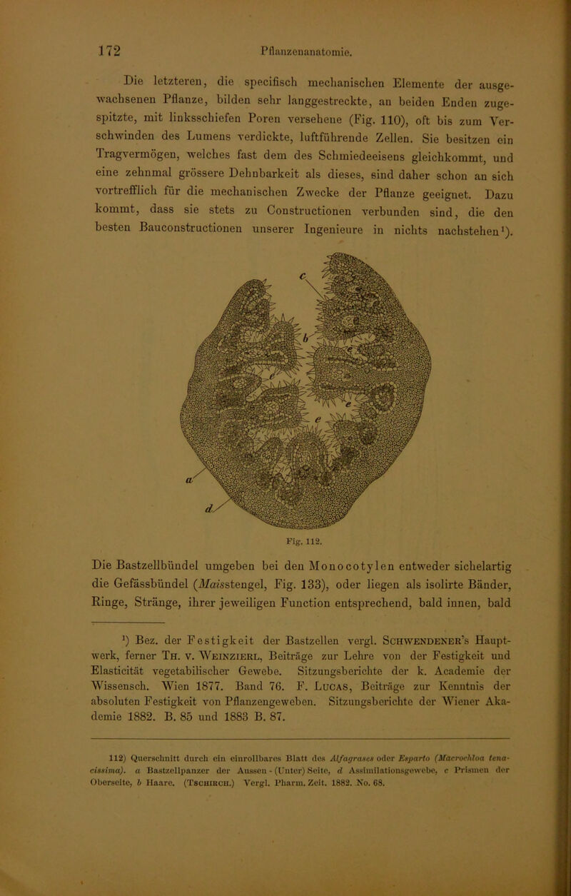 Die letzteren, die specifisch mechanischen Elemente der ausge- wachsenen Illanze, bilden sein- langgestreckte, an beiden Enden zuge- spitzte, mit liuksscliiefen Poren versehene (Fig. 110), oft bis zum Ver- schwinden des Lumens verdickte, luftführende Zellen. Sie besitzen ein Tragvermögen, welches fast dem des Schmiedeeisens gleichkommt, und eine zehnmal grössere Dehnbarkeit als dieses, sind daher schon an sich vortrefflich für die mechanischen Zwecke der Pflanze geeignet. Dazu kommt, dass sie stets zu Constructionen verbunden sind, die den besten Bauconstructionen unserer Ingenieure in nichts nachstehen1). Fig. 112. Die Bastzellbündel umgeben bei den Monocotylen entweder sichelartig die Gefässbündel (Mcnsstengel, Fig. 133), oder liegen als isolirte Bänder, Ringe, Stränge, ihrer jeweiligen Function entsprechend, bald innen, bald ') Bez. der Festigkeit der Bastzellen vergl. Schwendener’s Haupt- werk, ferner Th. v. Weinzierl, Beiträge zur Lehre von der Festigkeit und Elasticität vegetabilischer Gewebe. Sitzungsberichte der k. Academie der Wissensch. Wien 1877. Band 76. F. Lucas, Beiträge zur Kenntnis der absoluten Festigkeit von Pflanzengeweben. Sitzungsberichte der Wiener Aka- demie 1882. B. 85 und 1883 B. 87. 112) Querschnitt durch ein einrollbares Blatt des Alfatjrases oder Esparto (Macrochloa tena- cissima). a Bastzellpan/.er der Aussen - (Unter) Seite, d Assiinilationsgewehe, c Prismen der Oberseite, b Haare. (Tschikch.) Vergl. Pharm. Zelt. 1882. No. 68.