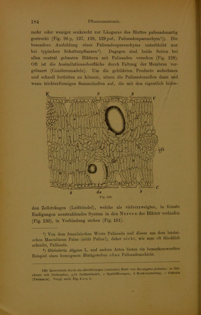 mehr oder weniger senkrecht zur Längsaxe des Blattes palissadenartig gestreckt (Fig. 96 g, 127, 128, 129 pal, Palissadenparenchym1)). Die besondere Ausbildung eines Palissadenparenchyms unterbleibt nur bei typischen Schattenpflanzen2). Dagegen sind beide Seiten bei allen central gebauten Blättern mit Palissaden versehen (Fig. 128). Oft ist die Assimilationsoberfläche durch Faltung der Membran ver- grössert (Coniferenuadeln). Um die gebildeten Producte aufnehmen und schnell fortleiten zu können, sitzen die Palissadenzellen dann und wann trichterförmigen Sammelzellen auf, die mit den eigentlich leiten- den Zellsträngen (Leitbündel), welche als vielverzweigtes, in feinste Endigungen ausstrahlendes System in den Nerven der Blätter verlaufen (Fig. 130), in Verbindung stehen (Fig. 161). 1) Von dem französischen Worte Palissade und dieses aus dem lateini- schen Masculinum Palus (nicht Pallus!), daher nicht, wie man oft fälschlich schreibt, Pallisade. 2) Globularia Alypum L. und andere Arten bieten ein bemerkenswerthes Beispiel eines homogenen Blattgewebes ohne Palissadenschicht. 128) Querschnitt durch ein säbelförmiges (centrales) Blatt von Eucalyptus globulus; oe Ocl- räume mit Ocltröpfen, yfb Gefässbllndol, * Spaltöffnungen, k Korkwucherung, c Cuticula (Tschirch). Vergl. auch Fig. 2 a u. b.