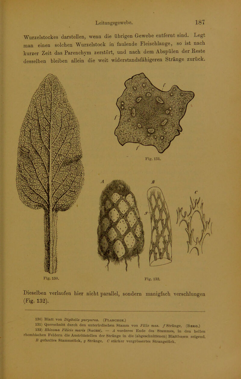 130) Blatt von Digitalis purpurea. (Planciion.) 131) Querschnitt durch den unterirdischen Stamm von Filix mas. /Stränge. (Berg.) 132) Rhizoma Filicis maris (Sachs). — A vorderes Ende des Stammes, in den heilen rhombischen Feldern die Austrittstellen der Stränge in die (abgeschnittenen) Blattbasen zeigend. R gefaultes Stammstück, g Stränge. C stärker vergrössertes Strangstück. Fig. 130. Fig. 132. Dieselben verlaufen hier nicht parallel, sondern manigfacli verschlungen (Fig. 132). Wurzelstockes darstellen, wenn die übrigen Gewebe entfernt sind. Legt man einen solchen Wurzelstock in faulende Fleischlauge, so ist nach kurzer Zeit das Parenchym zerstört, und nach dem Abspülen der Reste desselben bleiben allein die weit widerstandsfähigeren Stränge zurück. Fig. 131.