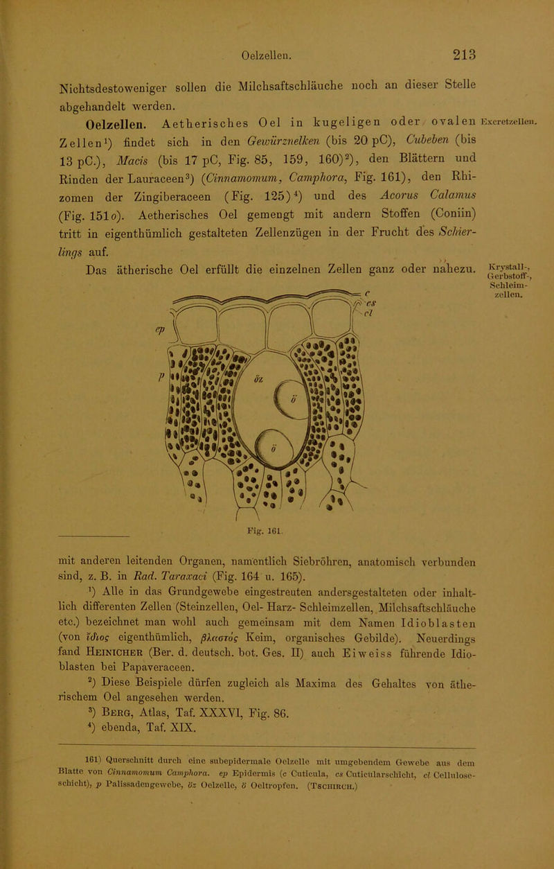 Nichtsdestoweniger sollen die Milchsaftschläuche noch an diesei Stelle abgehandelt werden. Oelzellen. Aetherisches Oel in kugeligen oder ovalen Zellen1) findet sich in den Gewürznelken (bis 20 pC), Cubeben (bis 13 pC.), Macis (bis 17 pC, Fig. 85, 159, 160)2), den Blättern und Rinden der Lauraceen3) (Cinnamomum, Camphora, Fig. 161), den Rhi- zomen der Zingiberaceen (Fig. 125) 4) und des Acorus Calamus (Fig. 151 o). Aetherisches Oel gemengt mit andern Stoffen (Coniin) tritt in eigenthümlich gestalteten Zellenzügen in der Frucht des Schier- lings auf. > t Das ätherische Oel erfüllt die einzelnen Zellen ganz oder nahezu. mit anderen leitenden Organen, namentlich Siebröhren, anatomisch verbunden sind, z. B. in Rad. Taraxaci (Fig. 164 u. 165). ’) Alle in das Grundgewebe eingestreuten andersgestalteten oder inhalt- lich differenten Zellen (Steinzellen, Oel- Harz- Schleimzellen, Milchsaftschläuche etc.) bezeichnet man wohl auch gemeinsam mit dem Namen Idioblasten (von idtof eigenthümlich, ßlaang Keim, organisches Gebilde). Neuerdings fand Heinicher (Ber. d. deutsch, bot. Ges. II) auch Eiw'eiss führende Idio- blasten bei Papaveraceen. 2) Diese Beispiele dürfen zugleich als Maxima des Gehaltes von äthe- rischem Oel angesehen werden, 3) Berg, Atlas, Taf. XXXVI, Fig. 86. 4) ebenda, Taf. XIX. 101) Querschnitt durch eine subepidermale Oclzclle mit umgebendem Gewebe aus dem Blatte von Cinnamomum Campliora. ep Epidermis (c Cuticula, cs Cuticülarscliicht, cl Cellulose- schicht), p Palissadengewebe, öz Oelzelle, ö Oeltropfen. (Tsciiirch.) Excretzellen. lvrystall-. Gerbstoff-, Schleim- zellen.