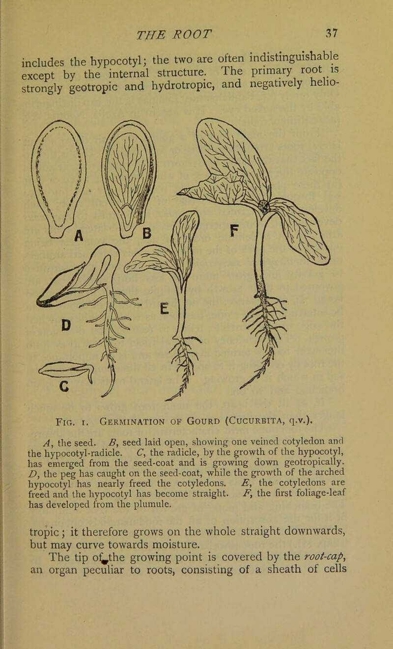 includes the hypocotyl; the two are often indistinguishable except by the internal structure. The primary root is strongly geotropic and hydrotropic, and negatively he 10- Fig. i. Germination of Gourd (Cucurbita, q.v.), A, the seed. B, seed laid open, showing one veined cotyledon and the hypocotyl-radicle. C, the radicle, by the growth of the hypocotyl, has emerged from the seed-coat and is growing down geo tropically. D, the peg has caught on the seed-coat, while the growth of the arched hypocotyl has nearly freed the cotyledons. E, the cotyledons are freed and the hypocotyl has become straight. F, the first foliage-leaf has developed from the plumule. tropic; it therefore grows on the whole straight downwards, but may curve towards moisture. The tip ol^the growing point is covered by the root-cap, an organ peculiar to roots, consisting of a sheath of cells