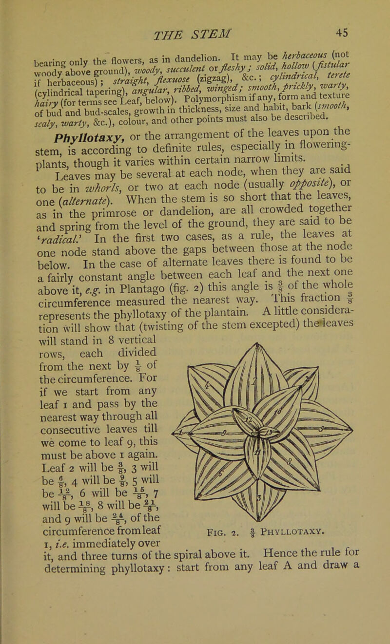 wnody^above ^f^y^dSdca/^^tei^te if 1iprhaceousT• straight, flexuose (zigzag), &c., cylindrical, teiae fr.vlindrical tapering), angular, ribbed, winged; smooth, prickly, warty, of bud and bud-scales, growth in thickness, size and habit, ooth, scaly, warty, &c.), colour, and other points must also be desciibed. Phyllotaxy, or the arrangement of the leaves upon the stem, is according to definite rules, especially in flowering- plants, though it varies within certain narrow limits. Leaves may be several at each node, when they aie said to be in whorls, or two at each node (usually opposite), or one (alternate). When the stem is so short that the leaves, as in the primrose or dandelion, are all crowded together and spring from the level of the ground, they are said to be 'radical.' In the first two cases, as a rule, the leaves at one node stand above the gaps between those at the node below. In the case of alternate leaves there is found to be a fairly constant angle between each leaf and the next one above it, e.g. in Plantago (fig. 2) this angle is | of the whole circumference measured the nearest way. This traction 8 represents the phyllotaxy of the plantain. A little considera- tion will show that (twisting of the stem excepted) thedeaves will stand in 8 vertical rows, each divided from the next by £ of the circumference. For if we start from any leaf 1 and pass by the nearest way through all consecutive leaves till we come to leaf 9, this must be above 1 again. Leaf 2 will be |, 3 will be I, 4 will be f, 5 will be 6 will be Y-, 7 will be 8 will be V Fig. 1. $ Phyllotaxy. and 9 will be '±p-, of the circumference from leaf 1, i.e. immediately over it, and three turns of the spiral above it. Hence the rule lor determining phyllotaxy: start from any leaf A and draw a