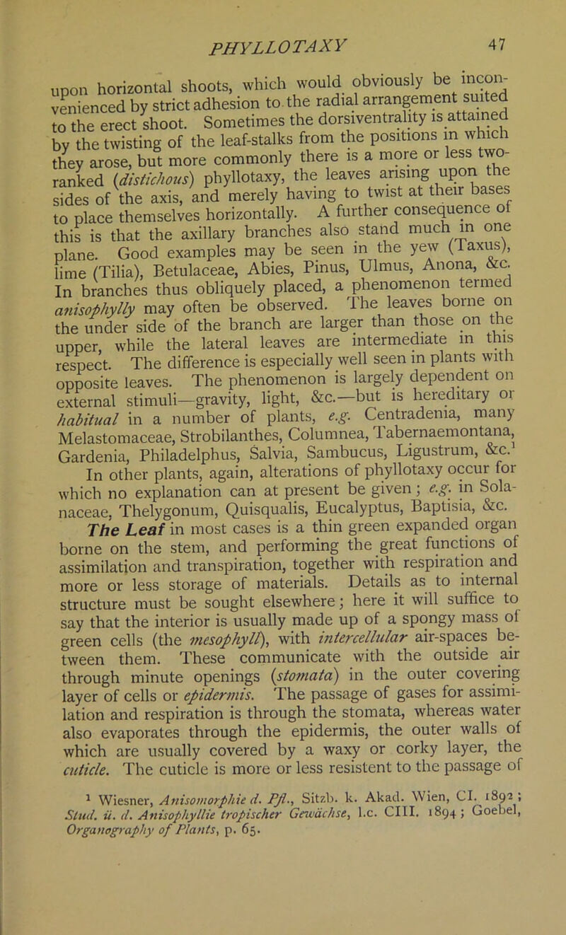 upon horizontal shoots, which would obviously be incon- venienced by strict adhesion to the radial arrangement suited to the erect shoot. Sometimes the dorsiventrahty is attained by the twisting of the leaf-stalks from the positions m which they arose, but more commonly there is a more or less two- ranked (distichous) phyllotaxy, the leaves arising upon the sides of the axis, and merely having to twist at their bases to place themselves horizontally. A further consequence of this is that the axillary branches also stand much in one plane. Good examples may be seen in the yew (Taxus), lime (Tilia), Betulaceae, Abies, Pinus, Ulmus, Anona, &c. In branches thus obliquely placed, a phenomenon termed anisophylly may often be observed. The leaves borne on the under side of the branch are larger than those on the upper, while the lateral leaves are intermediate in this respect The difference is especially well seen in plants with opposite leaves. The phenomenon is largely dependent on external stimuli—gravity, light, &c.—but is hereditary or habitual in a number of plants, e.g. Centradema, many Melastomaceae, Strobilanthes, Columnea, 1 abernaemontana. Gardenia, Philadelphus, Salvia, Sambucus, Ligustrum, &c. In other plants, again, alterations of phyllotaxy occur for which no explanation can at present be given; e.g. in Sola- naceae, Thelygonum, Quisqualis, Eucalyptus, Baptisia, &c. The Leaf in most cases is a thin green expanded organ borne on the stem, and performing the great functions of assimilation and transpiration, together with respiration and more or less storage of materials. Details as to internal structure must be sought elsewhere; here it will suffice to say that the interior is usually made up of a spongy mass ol green cells (the mesophyll), with intercellular air-spaces be- tween them. These communicate with the outside air through minute openings (stotuata) in the outer covering layer of cells or epidermis. The passage of gases for assimi- lation and respiration is through the stomata, whereas water also evaporates through the epidermis, the outer walls of which are usually covered by a waxy or corky layer, the cuticle. The cuticle is more or less resistent to the passage of 1 Wiesner, Anisomorpliie d. Pfl., Sitzb. k. Akad. Wien, Cl. 1892 , Shut. it. <1. Anisophyllie tropischer Gewachse, l.c. CIII. 1894; Goebel, Organography of Plants, p. 65.