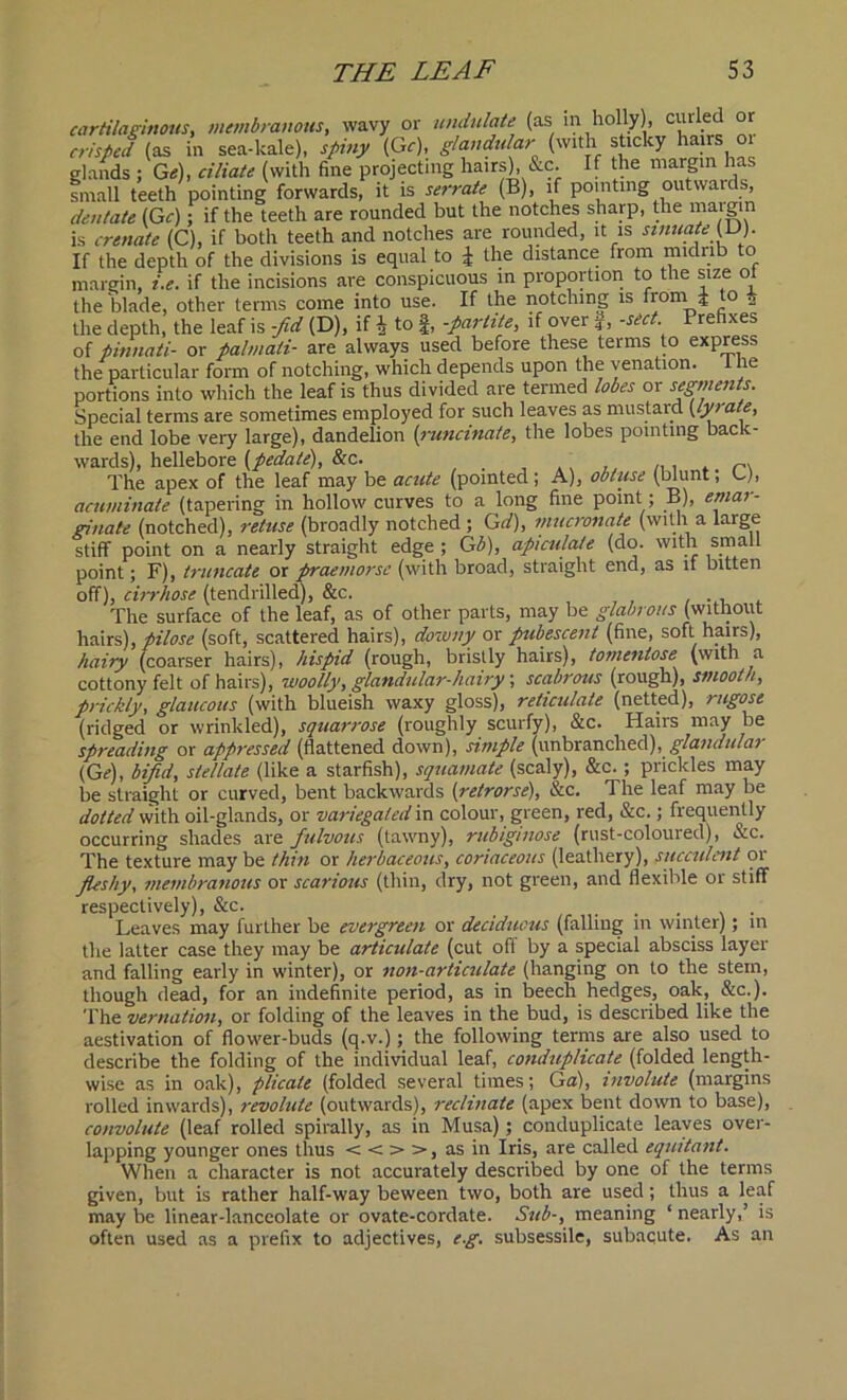 cartilaginous, membranous, wavy or undulate (as m holly), curled or crisped (as in sea-kale), spiny (Gc), glandular (with sticky hairs o glands ; G«), ciliate (with fine projecting hairs), &c. If the margin has small teeth pointing forwards, it is serrate (B), if pointing outwards, dentate (Gc); if the teeth are rounded but the notches sharp, the margin is crenate (C), if both teeth and notches are rounded, it is sinuate (D). If the depth of the divisions is equal to | the distance from midrib to margin, i.e. if the incisions are conspicuous in proportion to the size ot the blade, other terms come into use. If the notching is from ± to * the depth, the leaf is -fid (D), if i to f, -partite, if over f, -sect Prefixes of pinnati- or palmati- are always used before these teims to express the particular form of notching, which depends upon the venation, i he portions into which the leaf is thus divided are termed lobes or segments. Special terms are sometimes employed for such leaves as mustard (lyrate, the end lobe very large), dandelion {ruminate, the lobes pointing back- wards), hellebore [pedate), &c. ' The apex of the leaf may be acute (pointed; A), obtuse (blunt, G> acuminate (tapering in hollow curves to a long fine point; B), emar- ginate (notched), refuse (broadly notched ; Gd), mucronate (with a large stiff point on a nearly straight edge ; Gb), apiculate (do. with small point; F), truncate or praemorse (with broad, straight end, as if bitten off), cirrhose (tendrilled), &c. The surface of the leaf, as of other parts, may be glabrous (without hairs), pilose (soft, scattered hairs), downy or pubescent (fine, soft hairs), hairy (coarser hairs), hispid (rough, bristly hairs), tomentose (with a cottony felt of hairs), woolly, glandular-hairy; scabrous (rough), smooth, prickly, glaucous (with blueish waxy gloss), reticulate (netted), rugose (ridged or wrinkled), squarrose (roughly scurfy), &c. Hairs may be spreading or appi'essed (flattened down), simple (unbranclied), glandulai (Gf), bifid, stellate (like a starfish), squamate (scaly), &c. ; prickles may be straight or curved, bent backwards (retrorse), &c. The leaf may be doited with oil-glands, or variegated in colour, g;reen, red, &c.; frequently occurring shades are fulvous (tawny), rubiginose (rust-coloured), &c. The texture may be thin or herbaceous, coriaceous (leathery), succulent or fleshy, membranous or scarious (thin, dry, not green, and flexible or stiff respectively), &c. ..... Leaves may further be evergreen or deciduous (falling in winter); in the latter case they may be articulate (cut oft by a special absciss layer and falling early in winter), or non-articulate (hanging on to the stem, though dead, for an indefinite period, as in beech hedges, oak, &c.). The vernation, or folding of the leaves in the bud, is described like the aestivation of flower-buds (q.v.); the following terms are also used to describe the folding of the individual leaf, conduplicate (folded length- wise as in oak), plicate (folded several times; Ga), involute (margins rolled inwards), revolute (outwards), reclinate (apex bent down to base), convolute (leaf rolled spirally, as in Musa) ; conduplicate leaves over- lapping younger ones thus < < > >, as in Iris, are called equitant. When a character is not accurately described by one of the terms given, but is rather half-way beween two, both are used; thus a leaf may be linear-lanceolate or ovate-cordate. Sub-, meaning ‘ nearly,’ is often used as a prefix to adjectives, eg. subsessile, subacute. As an