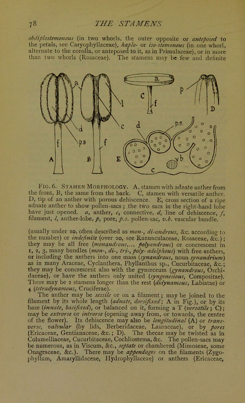 obdiplostemonous (in two whorls, the outer opposite or antcposed to the petals, see Caryophyllaceae), haplo- or iso-stemonous (in one whorl, alternate to the corolla, or anteposed to it, as in Primulaceae), or in more than two whorls (Rosaceae). The stamens may be few and definite Fig. 6. Stamen Morphology. A, stamen with adnate anther from the front, B, the same from the back. C, stamen with versatile anther. D, tip of an anther with porous dehiscence. E, cross section of a ripe adnate anther to show pollen-sacs ; the two sacs in the right-hand lobe have just opened, a, anther, c, connective, d, line of dehiscence, /, filament, /, anther-lobe, p, pore,/.r. pollen-sac, v.b. vascular bundle. (usually under 20, often described as mort-, di-androus, &c. according to the number) or indefinite (over 20, see Ranunculaceae, Rosaceae, &c.); they may be all free (monandrous,... polyandrous) or. concrescent in I) 2> 3> many bundles (mon-, di-, tri-, poly- adelphous) with free anthers, or including the anthers into one mass (synandrous, noun synandrium) as in many Araceae, Cyclanthera, Phyllanthus sp., Cucurbitaceae, &c.; they may be concrescent also with the gynoeceum [gynandrous, Orchi- daceae), or have the anthers only united (syngetiesions, Compositae). There may be 2 stamens longer than the rest [didynasnous, Labiatae) or 4 (tetradynamous, Cruciferae). The anther may be sessile or on a filament; may be joined to the filament by its whole length [adnate, dorsi/ixed; A in Fig.), or by its base [innate, basifixed), or balanced on it, forming a T [versatile; C); may be extrorse or introrse (opening away from, or towards, the centre of the flower). Its dehiscence may also be longitudinal (A) or trans- verse, valvular (by lids, Berberidaceae, Lauraceae), or by pores (Ericaceae, Gentianaceae, &c.; D). The thecae may be twisted as in Columelliaceae, Cucurbitaceae, Cochliostema, &c. The pollen-sacs may be numerous, as in Viscum, &c., septate or chambered (Mimoseae, some Onagraceae, &c.). There may be appendages on the filaments (Zygo- phyllum, Amaryllidaceae, Plydrophyllaceae) or anthers (Ericaceae,