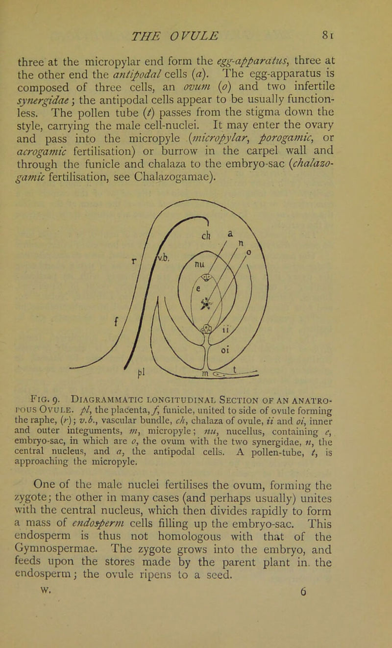three at the micropylar end form the egg-apparatus, three at the other end the a?itipodal cells (a). The egg-apparatus is composed of three cells, an ovum (o) and two infertile synergidae; the antipodal cells appear to be usually function- less. The pollen tube (/) passes from the stigma down the style, carrying the male cell-nuclei. It may enter the ovary and pass into the micropyle (micropylar, porogamic, or acrogamic fertilisation) or burrow in the carpel wall and through the funicle and chalaza to the embryo-sac (chalazo- gamic fertilisation, see Chalazogamae). Fig. 9. Diagrammatic longitudinal Section of an anatro- pous Ovule. //, the placenta,/', funicle, united to side of ovule forming the raphe, (r); v.b., vascular bundle, ch, chalaza of ovule, ii and oi, inner and outer integuments, m, micropyle; nu, nucellus, containing e, embryo-sac, in which are o, the ovum with the two synergidae, n, the central nucleus, and a, the antipodal cells. A pollen-tube, t, is approaching the micropyle. One of the male nuclei fertilises the ovum, forming the zygote; the other in many cases (and perhaps usually) unites with the central nucleus, which then divides rapidly to form a mass of endosperm cells filling up the embryo-sac. This endosperm is thus not homologous with that of the Gymnospermae. The zygote grows into the embryo, and feeds upon the stores made by the parent plant in. the endosperm; the ovule ripens to a seed, w. 6