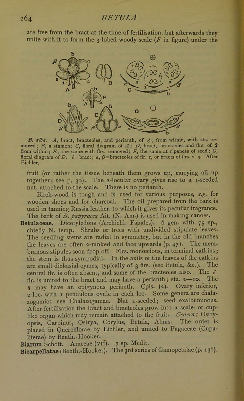 are free from the bract at the time of fertilisation, but afterwards they unite with it to form the 3-lobed woody scale (F in figure) under the B. alba. A, bract, bracteoles, and perianth, of -3 , from within, with sta. re- moved; B, a stamen; C, floral diagram of A ; D, bract, bracteoles and flrs. of $ from within; E, the same with flrs. removed: F, the same at ripeness of seed; G, floral diagram o( V. b=bract; a, f3=bracteoles of flr. 1, or bracts of flrs. 2, 3. After Eichler. fruit (or rather the tissue beneath them grows up, carrying all up together; see p. 30). The 2-locular ovary gives rise to a i-seeded nut, attached to the scale. There is no perianth. Birch-wood is tough and is used for various purposes, e.g. for wooden shoes and for charcoal. The oil prepared from the bark is used in tanning Russia leather, to which it gives its peculiar fragrance. The bark of B. papyracea Ait. (N. Am.) is used in making canoes. Betulaceae. Dicotyledons (Archichl. Fagales). 6 gen. with 75 sp., chiefly N. temp. Shrubs or trees with undivided stipulate leaves. The seedling stems are radial in symmetry, but in the old branches the leaves are often 2-ranked and face upwards (p. 47). The mem- branous stipules soon drop off. Firs, monoecious, in terminal catkins; the stem is thus sympodial. In the axils of the leaves of the catkins are small dichasial cymes, typically of 3 flrs. (see Betula, &c.). The central flr. is often absent, and some of the bracteoles also. The 3 flr. is united to the bract and may have a perianth; sta. 2—10. The ? may have an epigynous perianth. Cpls. (2). Ovary inferior, 2-loc. with 1 pendulous ovule in each loc. Some genera are chala- zogamic; see Chalazogamae. Nut i-seeded; seed exalbuminous. After fertilisation the bract and bracteoles grow into a scale- or cup- like organ which may remain attached to the fruit. Genera: Ostry- opsis, Carpinus, Ostrya, Corylus, Betula, Alnus. The order is placed in Querciflorae by Eichler, and united to Fagaceae (Cupu- liferae) by Benth.-Hooker. Biaxum Schott. Araceae (vii). 7 sp. Medit. BicarpeUatae (Benth.-Hooker). The 3rd series of Gamopetalae (p. 136).