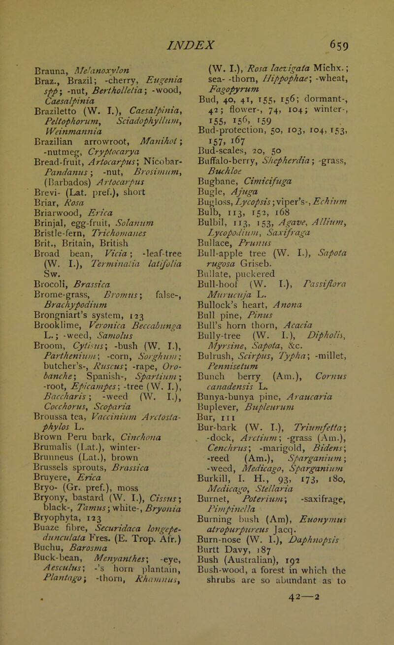 Brauna, Melanoxvlon Braz., Brazil; -cherry, Eugenia spp; -nut, Bertholletia; -wood, Caesalpinia Braziletto (W. I.), Caesalpinia, Peltophorum, Sciadophyllum, Weinntannia Brazilian arrowroot, Manihot; -nutmeg, Cryptocarya Bread-fruit, Artocarpus; Nicobar- Pandanus; -nut, Brosimttm, (Barbados) Artocarpus Brevi- (Lat. pref.), short Briar, Rosa Briarwood, Erica Brinjal, egg-fruit, Solatium Bristle-fern, Trichomanes Brit., Britain, British Broad bean, Vicia; -leaf-tree (W. I.), Terminalia latijolia Sw. Brocoli, Brassica Brome-grass, Bromus; false-, Brachypodium Brongniart’s system, 123 Brooklime, Veronica Beccalmnga L.; -weed, Satnolus Broom, Cytisus; -bush (W. I.), Parthenium; -corn, Sorghum; butcher’s-, liuscus; -rape, Oro- banche; Spanish-, Spar/ium; -root, Epicampes; -tree (W. I.), Baccharis; -weed (W. I.), Cocchorus, Scoparia Broussa tea, Vaccinium Arctosta- phylos L. Brown Peru bark, Cinchona Brumalis (Lat.), winter- Brunneus (Lat.), brown Brussels sprouts, Brassica Bruyere, Erica Bryo- (Gr. pref.), moss Bryony, bastard (W. I.), Cissus; black-, Tamils; white-, Bryonia Bryophyta, 123 Buaze fibre, Securidaca lottgepe- dunculala Fres. (E. Trop. Afr.) Buchu, Barosma Buck-bean, Menyanthes; -eye, Aesculus; -’s horn plantain, Plantogo; -thorn, Rha tunas. (W. I.), Rosa laezigala Michx.; sea- -thorn, Uippophae; -wheat, Fagopyrum Bud, 40, 41, 155, 156; dormant-, 42; flower-, 74, 104; winter-, 155. 156, 159 Bud-protection, 50, 103, 104, 153, 157. i67 Bud-scales, 20, 50 Buffalo-berry, Shepherdia; -grass, Buchloe Bugbane, Cimicifuga Bugle, Ajttga Bugloss, Lycopsis; viper’s-, Echium Bulb, 113, 152, 168 Bulbil, 113, 153, Agave, A Ilium, Lycopodium, Saxifraga Bui lace, Prunus Bull-apple tree (W. I.), Sapota rugosa Griseb. Bullate, puckered Bull-hoof (W. I.), Passijlora Murucuja L. Bullock’s heart, Anona Bull pine, Pinus Bull’s horn thorn, Acacia Bully-tree (W. I.), Dipholis, Myrsine, Sapota, &c. Bulrush, Scirpus, Typha\ -millet, Pennisetum Bunch berry (Am.), Cortius canadensis L. Bunya-bunya pine, Araucaria Buplever, Bupleurum Bur, hi Bur-bark (W. I.), Triumfetta; -dock, Arctium; -grass (Ain.), Cette hr us; -marigold, Bidens; -reed (Am.), Sparganium; -weed, Medicago, Sparganium Burkill, I. H., 93, 173, 180, Medicago, Stel lari a Burnet, Poterium; -saxifrage, Pimpinella Burning bush (Am), Euonymus atropurpureus Jacq. Burn-nose (VV. 1.), Daphnopsis Burtt Davy, 187 Bush (Australian), 192 Bush-wood, a forest in which the shrubs are so abundant as to 42—2