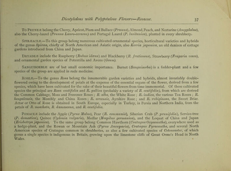 To Pruned belong the Cherry, Apricot, Plum and Bullace (P^’uwus), Almond,Peach, and Nectarine {Amygdalus), also the Cherry-laurel {Prunus Lauro-cerasivs) and Portugal Laurel (P. lusitanica), planted in every shrubbery. SPlRiEACE^.—To this group belong numerous cultivated ornamental species, horticultural varieties and hybrids of the genus Spircea, chiefly of North American and Asiatic origin, also Kerria japonica, an old denizen of cottage gardens introduced from China and Japan. Dryadeal include the Raspberry {Rtibus idcBUs) and Blackberry (P. frutieosus), Strawberry (Fragaria vesca), and ornamental garden species of Potentilla and Avens {Geum). Sanguisorbe/E are of but small economic importance. Burnet (Sanguisorba) is a fodder-plant and a few species of the group are applied in rude medicine. Rose^.—To the genus Rosa belong the innumerable garden varieties and hybrids, almost invariably double- flowered owing to the development of petals at the expense of the essential organs of the flower, derived from a few species, which have been cultivated for the sake of their beautiful flowers from time immemorial. Of these cultivated species the principal are Rosa centifolia and R. gallica (probably a variety of R. centifolia), from which are derived the Common Cabbage, Moss and Provence Roses ; R. alba, the White Rose ; R. indica, the various Tea Roses ; R. bengalensis, the Monthly and China Roses ; R. arvensis, Ayrshire Rose ; and R. rubiginosa, the Sweet Briar. Attar or Otto of Rose is obtained in South Europe, especially in Turkey, in Persia and Northern India, from the petals of R. moschata, R. damascena, and R. centifolia. POMACE/E include the Apple {Pyrus Malus), Pear {R. communis'), Siberian Crab (P. prunifolia). Service-tree (P. domestica). Quince {Cydonia vulgaris), Medlar {Mespilus germanica), and the Loquat of China and Japan {Eriobotrya japonica). To the same group belong Common Hawthorn {Gratcegus Oxyacantha), everywhere used as a hedge-plant, and the Rowan or Mountain Ash (Pyrus Aucuparia), Gratcegus Pyracantha, and several North American species of Crataegus common in shrubberies, as also a few cultivated species of Gotoneaster, of which genus a single species is indigenous in Britain, growing upon the limestone cliffs of Great Orme’s Head in North Wales. •