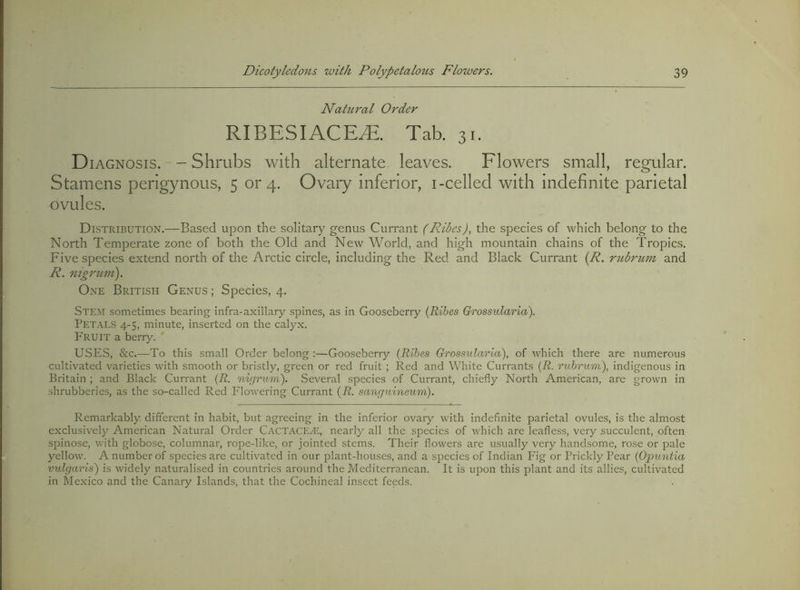 Natural Order RIBESIACE^. Tab. 31. Diagnosis.--Shrubs with alternate leaves. Elowers small, regular. Stamens perigynous, 5 or 4. Ovary inferior, i-celled with indefinite parietal ovules. Distribution.—Based upon the solitary genus Currant (Riles), the species of which belong to the North Temperate zone of both the Old and New World, and high mountain chains of the Tropics. Five species extend north of the Arctic circle, including the Red and Black Currant [R. ritbru7n and R. mgrum). One British Genus ; Species, 4. Stem sometimes bearing infra-axillary spines, as in Gooseberry {Ribes Grossularid). Petals 4-5, minute, inserted on the calyx. Fruit a berry. USES, &c.—To this small Order belong :—Gooseberry (Ribes Grossidaria), of which there are numerous cultivated varieties with smooth or bristly, green or red fruit ; Red and White Currants (R. rubrum), indigenous in Britain ; and Black Currant (R. nigrum). Several species of Currant, chiefly North American, are grown in shrubberies, as the so-called Red Flowering Currant (R. sanguineum). Remarkably different in habit, but agreeing in the inferior ovary with indefinite parietal ovules, is the almost exclusively American Natural Order CactacE/E, nearly all the species of which are leafless, very succulent, often spinose, with globose, columnar, rope-like, or jointed stems. Their flowers are usually very handsome, rose or pale yellow. A number of species are cultivated in our plant-houses, and a species of Indian Fig or Prickly Pear (Opuntia vulgaris) is widely naturalised in countries around the Mediterranean. It is upon this plant and its allies, cultivated in Mexico and the Canary Islands, that the Cochineal insect feeds.