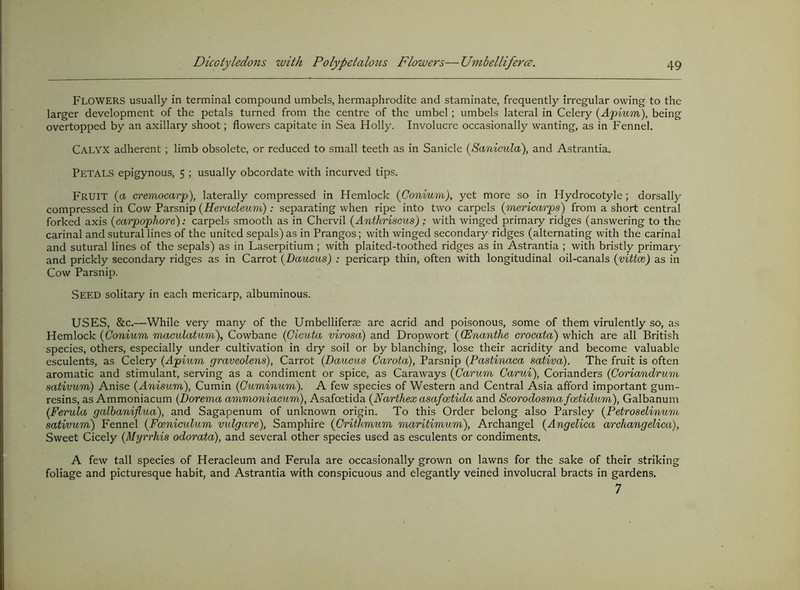 Flowers usually in terminal compound umbels, hermaphrodite and staminate, frequently irregular owing to the larger development of the petals turned from the centre of the umbel; umbels lateral in Celery (^Ayinm), being overtopped by an axillary shoot; flowers capitate in Sea Holly. Involucre occasionally wanting, as in Fennel. Calyx adherent; limb obsolete, or reduced to small teeth as in Sanicle (Sanicida), and Astrantia. Petals epigynous, 5 ; usually obcordate with incurved tips. Fruit (a cremocarp), laterally compressed in Hemlock {Gonium), yet more so in Hydrocotyle; dorsally compressed in Cow Parsnip {Heracleum): separating when ripe into two carpels (mericarps) from a short central forked axis {carpophore): carpels smooth as in Chervil {Anthriscus); with winged primary ridges (answering to the carinal and sutural lines of the united sepals) as in Prangos; with winged secondary ridges (alternating with the carinal and sutural lines of the sepals) as in Laserpitium ; with plaited-toothed ridges as in Astrantia ; with bristly primary and prickly secondary ridges as in Carrot {Daucus) : pericarp thin, often with longitudinal oil-canals {vittce) as in Cow Parsnip. Seed solitary in each mericarp, albuminous. USES, &c.—While very many of the Umbelliferae are acrid and poisonous, some of them virulently so, as Hemlock {Gonium maculatum), Cowbane {Gicuta virosa) and Dropwort {(Enanthe crocata) which are all British species, others, especially under cultivation in dry soil or by blanching, lose their acridity and become valuable esculents, as Celery {Apium graveolens), Carrot {Daucus Garota), Parsnip {Pastinaca sativa). The fruit is often aromatic and stimulant, serving as a condiment or spice, as Caraways {Garum Garui), Corianders {Goriandrum sativum) Anise {Anisum), Cumin {Guminum). A few species of Western and Central Asia afford important gum- resins, as Ammoniacum {Dorema ammoniacum), Asafoetida {Narthex asafcetida and Scorodosmafcetidum), Galbanum {Ferula galbaniflua), and Sagapenum of unknown origin. To this Order belong also Parsley {Petroselinum sativum) Fennel {Foeniculum vulgare), Samphire {Grithmum maritimum), Archangel {Angelica archangelica), Sweet Cicely {Myrrhis odorata), and several other species used as esculents or condiments. A few tall species of Heracleum and Ferula are occasionally grown on lawns for the sake of their striking foliage and picturesque habit, and Astrantia with conspicuous and elegantly veined involucral bracts in gardens. 7