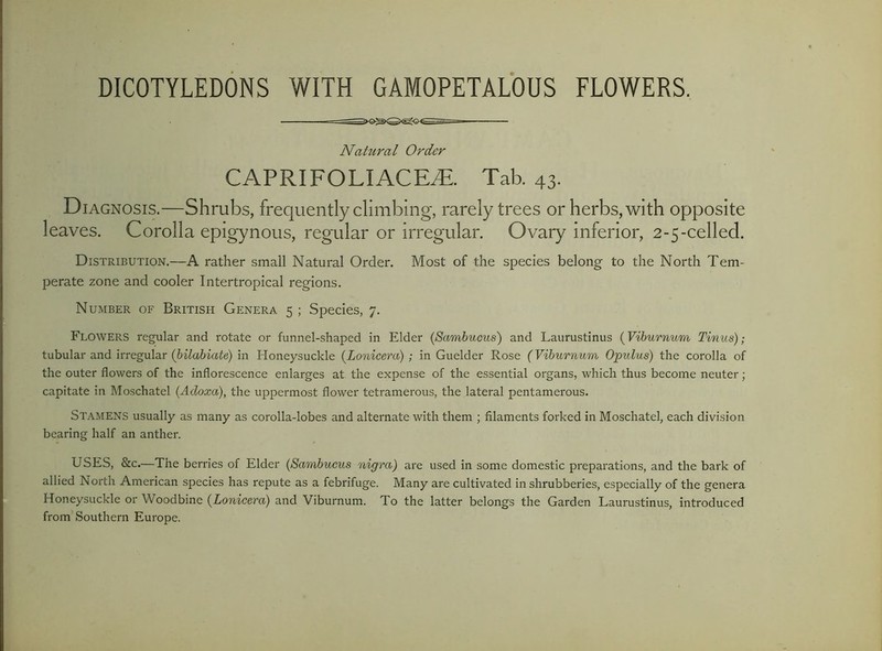 Nahiral Order CAPRIFOLIACE^. Tab. 43. Diagnosis.—Shrubs, frequently climbing, rarely trees or herbs, with opposite leaves. Corolla epigynous, regular or irregular. Ovary inferior, 2-5-celled. Distribution.—A rather small Natural Order. Most of the species belong to the North Tem- perate zone and cooler Intertropical regions. Number of British Genera 5 ; Species, 7. Flowers regular and rotate or funnel-shaped in Elder (Sambucus) and Laurustinus {Viburnum Tinus); tubular and irregular (bilabiate) in Honeysuckle {Lonicera) ; in Guelder Rose (Viburnum Opulus) the corolla of the outer flowers of the inflorescence enlarges at the expense of the essential organs, which thus become neuter; capitate in Moschatel (Adoxa), the uppermost flower tetramerous, the lateral pentamerous. Stamens usually as many as corolla-lobes and alternate with them ; filaments forked in Moschatel, each division bearing half an anther. USES, &c.—The berries of Elder (Sambucus nigra) are used in some domestic preparations, and the bark of allied North American species has repute as a febrifuge. Many are cultivated in shrubberies, especially of the genera Honeysuckle or Woodbine (Lonicera) and Viburnum. To the latter belongs the Garden Laurustinus, introduced from Southern Europe.