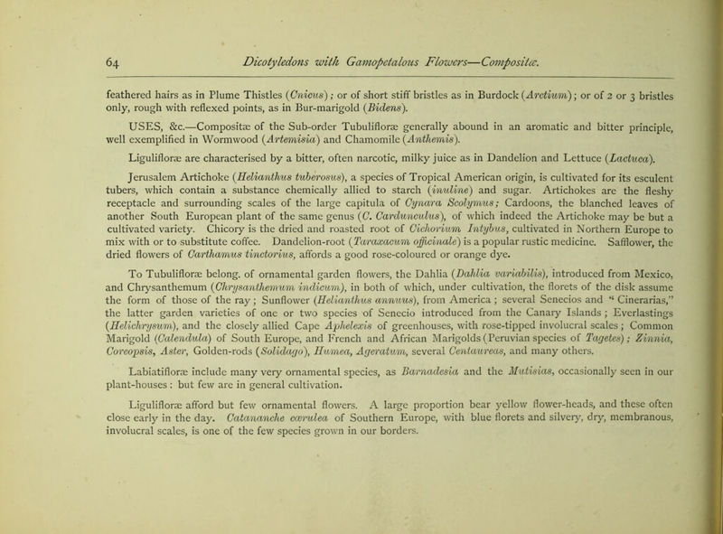feathered hairs as in Plume Thistles {Cnicus) ; or of short stiff bristles as in Burdock (Arctium); or of 2 or 3 bristles only, rough with reflexed points, as in Bur-marigold (Bidens). USES, &c.—Compositae of the Sub-order Tubuliflorae generally abound in an aromatic and bitter principle, well exemplified in Wormwood (Artemisia) and Chamomile (Anthemis). Liguliflorae are characterised by a bitter, often narcotic, milky juice as in Dandelion and Lettuce (Lactuca). Jerusalem Artichoke (Helianthus tuberosus), a species of Tropical American origin, is cultivated for its esculent tubers, which contain a substance chemically allied to starch (inuline) and sugar. Artichokes are the fleshy receptacle and surrounding scales of the large capitula of Cynara Scolymus; Cardoons, the blanched leaves of another South European plant of the same genus (G. Cardunculus), of which indeed the Artichoke may be but a cultivated variety. Chicory is the dried and roasted root of Gichorium Intybus, cultivated in Northern Europe to mix with or to substitute coffee. Dandelion-root (Taraxacum oficinale) is a popular rustic medicine. Safflower, the dried flowers of Carthamus tinctorius, affords a good rose-coloured or orange dye. To Tubuliflorae belong, of ornamental garden flowers, the Dahlia (Dahlia variabilis), introduced from Mexico, and Chrysanthemum (Chrysanthemum indicum), in both of which, under cultivation, the florets of the disk assume the form of those of the ray; Sunflower (Helianthus annuus), from America ; several Senecios and “ Cinerarias,” the latter garden varieties of one or two species of Senecio introduced from the Canary Islands ; Everlastings (Helichrysum), and the closely allied Cape Aphelexis of greenhouses, with rose-tipped involucral scales; Common Marigold (Gcdendula) of South Europe, and French and African Marigolds (Peruvian species of Tagetes); Zinnia, Coreopsis, Aster, Golden-rods (Solidago), Humea, Ageratum, several Gentaureas, and many others. Labiatiflorm include many very ornamental species, as Barnadesia and the Mutisias, occasionally seen in our plant-houses : but few are in general cultivation. Liguliflorm afford but few ornamental flowers. A large proportion bear yellow flower-heads, and these often close early in the day. Gatananche ccerulea of Southern Europe, with blue florets and silvery, dry, membranous, involucral scales, is one of the few species grown in our borders.