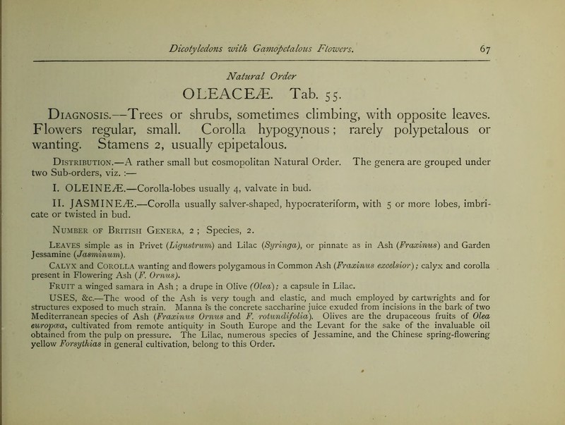 Natural Order OLEACE^. Tab. 55. Diagnosis.—Trees or shrubs, sometimes climbing, with opposite leaves. Flowers regular, small. Corolla hypogynous; rarely polypetalous or wanting. Stamens 2, usually epipetalous. Distribution,—A rather small but cosmopolitan Natural Order. The genera are grouped under two Sub-orders, viz. :— I. OLEINEvE.—Corolla-lobes usually 4, valvate in bud. II. JASMINEiD.—Corolla usually salver-shaped, hypocrateriform, with 5 or more lobes, imbri- cate or twisted in bud. Number of British Genera, 2 ; Species, 2. Leaves simple as in Privet {Ligustrum) and Lilac (Syringa), or pinnate as in Ash (Fraxinus) and Garden Jessamine (Jasminum). Calyx and Corolla wanting and flowers polygamous in Common Ash {Fraxinus excelsior); calyx and corolla present in Flowering Ash {F. Ornus). P'ruit a winged samara in Ash ; a drupe in Olive (Olea); a capsule in Lilac, USES, &c.—The wood of the Ash is very tough and elastic, and much employed by Cartwrights and for structures exposed to much strain. Manna is the concrete saccharine juice exuded from incisions in the bark of two Mediterranean species of Ash {Fraxinus Ornus and F. rotundifoLid). Olives are the drupaceous fruits of Olea europcea, cultivated from remote antiquity in South Europe and the Levant for the sake of the invaluable oil obtained from the pulp on pressure. The Lilac, numerous species of Jessamine, and the Chinese spring-flowering yellow Forsythias in general cultivation, belong to this Order.