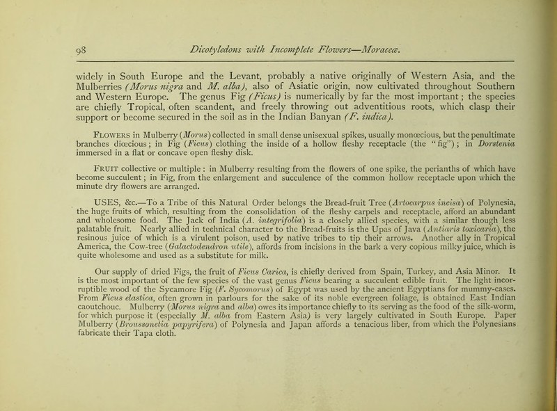 widely in South Europe and the Levant, probably a native originally of Western Asia, and the Mulberries (Morns nigra and M. alba), also of Asiatic origin, now cultivated throughout Southern and Western Europe. The genus Fig (Ficus) is numerically by far the most important; the species are chiefly Tropical, often scandent, and freely throwing out adventitious roots, which clasp their support or become secured in the soil as in the Indian Banyan (F. indica). Flowers in Mulberry (dfoms) collected in small dense unisexual spikes, usually monoecious, but the penultimate branches dioecious; in Fig (Ficus) clothing the inside of a hollow fleshy receptacle (the “ fig”) i Dorstenia immersed in a flat or concave open fleshy disk. Fruit collective or multiple : in Mulberry resulting from the flowers of one spike, the perianths of which have become succulent; in Fig, from the enlargement and succulence of the common hollow receptacle upon which the minute dry flowers are arranged. USES, &c.—To a Tribe of this Natural Order belongs the Bread-fruit Tree (Artocarpus inclsa) of Polynesia, the huge fruits of which, resulting from the consolidation of the fleshy carpels and receptacle, afford an abundant and wholesome food. The Jack of India (T. integrifolia) is a closely allied species, with a similar though less palatable fruit. Nearly allied in technical character to the Bread-fruits is the Upas of Java (Antiar'is toxicaria), the resinous juice of which is a virulent poison, used by native tribes to tip their arrows. Another ally in Tropical America, the Cow-tree (OalaetodenclTon tdile), affords from incisions in the bark a very copious milky juice, which is quite wholesome and used as a substitute for milk. Our supply of dried Pdgs, the fruit of Ficus Carica, is chiefly derived from Spain, Turkey, and Asia Minor. It is the most important of the few species of the vast genus Ficus bearing a succulent edible fruit. The light incor- ruptible wood of the Sycamore Fig (F. Sycomorus) of Egypt was used by the ancient Egyptians for mummy-cases. From Ficus elastica, often grown in parlours for the sake of its noble evergreen foliage, is obtained East Indian caoutchouc. Mulberry (Morus nigra and alba) owes its importance chiefly to its serving as the food of the silk-worm, for which purpose it (especially M. alba from Eastern Asia) is very largely cultivated in South Europe. Paper Mulberry (Broussonetia papyrifera) of Polynesia and Japan affords a tenacious liber, from which the Polynesians, fabricate their Tapa cloth.