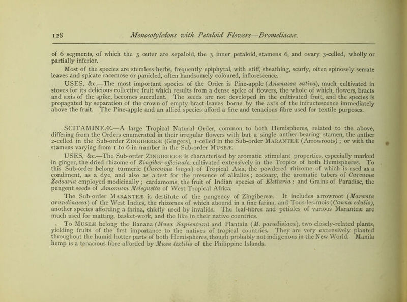 of 6 segments, of which the 3 outer are sepaloid, the 3 inner petaloid, stamens 6, and ovary 3-celled, wholly or partially inferior. Most of the species are stemless herbs, frequently epiphytal, with stiff, sheathing, scurfy, often spinosely serrate leaves and spicate racemose or panicled, often handsomely coloured, inflorescence. USES, &c.—The most important species of the Order is Pine-apple {^Ananassa sativa), much cultivated in stoves for its delicious collective fruit which results from a dense spike of flowers, the whole of which, flowers, bracts and axis of the spike, becomes succulent. The seeds are not developed in the cultivated fruit, and the species is propagated by separation of the crown of empty bract-leaves borne by the axis of the infructescence immediately above the fruit. The Pine-apple and an allied species afford a fine and tenacious fibre used for textile purposes. SCITAMINE^.—A large Tropical Natural Order, common to both Hemispheres, related to the above, differing from the Orders enumerated in their irregular flowers with but a single anther-bearing stamen, the anther 2-celled in the Sub-order Zingibere^ (Gingers), i-celled in the Sub-order Marante^ (Arrowroots) ; or with the stamens varying from i to 6 in number in the Sub-order Muse^. USES, &c.—The Sub-order ZiNGiBERE/E is characterised by aromatic stimulant properties, especially marked in ginger, the dried rhizome of Zingiber opcinale, cultivated extensively in the Tropics of both Hemispheres. To this Sub-order belong turmeric {Curcuma Longa) of Tropical Asia, the powdered rhizome of which is used as a condiment, as a dye, and also as a test for the presence of alkalies ; zedoary, the aromatic tubers of Curcuma Zedoaria employed medicinally ; cardamoms, the fruit of Indian species of Elettaria; and Grains of Paradise, the pungent seeds of Amomum Meleguetta of West Tropical Africa. The Sub-order Marante^e is destitute of the pungency of Zingiberese. It includes arrowroot {Maranta arundinacea) of the West Indies, the rhizomes of which abound in a fine farina, and Tous-les-mois ((7cmn.o. edulis), another species affording a farina, chiefly used by invalids. The leaf-fibres and petioles of various Maranteae are much used for matting, basket-work, and the like in their native countries. . To MusEjE belong the Banana (Musa Sapientum) and Plantain (M. paradisiaca), two closely-related plants, yielding fruits of the first importance to the natives of tropical countries. They are very extensively planted throughout the humid hotter parts of both Hemispheres, though probably not indigenous in the New World. Manila hemp is a tenacious fibre afforded by Musa textilis of the Philippine Islands.