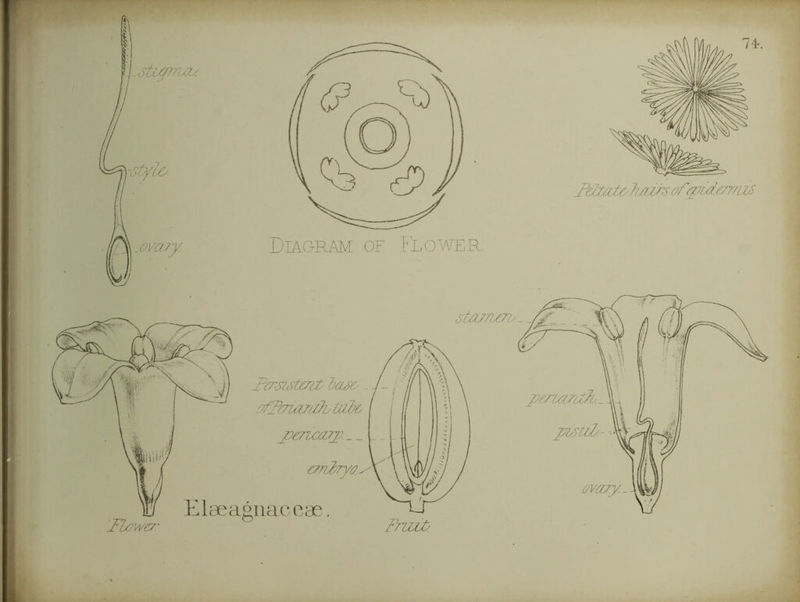 Tdt/it& 7i/arsof^7/:if7'/ms Diagram of Flower. stainero^M Fersutcnt das& - MT(7uz/7T?b tu2)& j?e7iaujj.__ ar727Tya^ Elaeagnaceae. pezi/'iiuA'. JMtlD--- ovaiy.^ FnuM