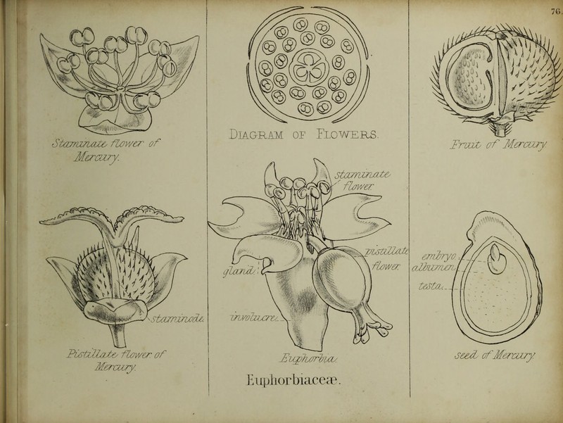 I I Stajra7uU& fLower of Merazry. star/iznooUy. PistofUjifc/ fLower of Me^'coTy. fEv^Tu/rbi/iy. se^ cfM&rcujy EiLpliorbicLceae. \ I