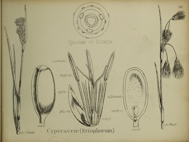 Diagram’ of Flower. tam/jro._ StZ^7L/:iy^ jtyZa ^ oZd7j7?zmy. - 6m27y7’ \\ GVOTy Cyp era ccae (EriophorLun.)