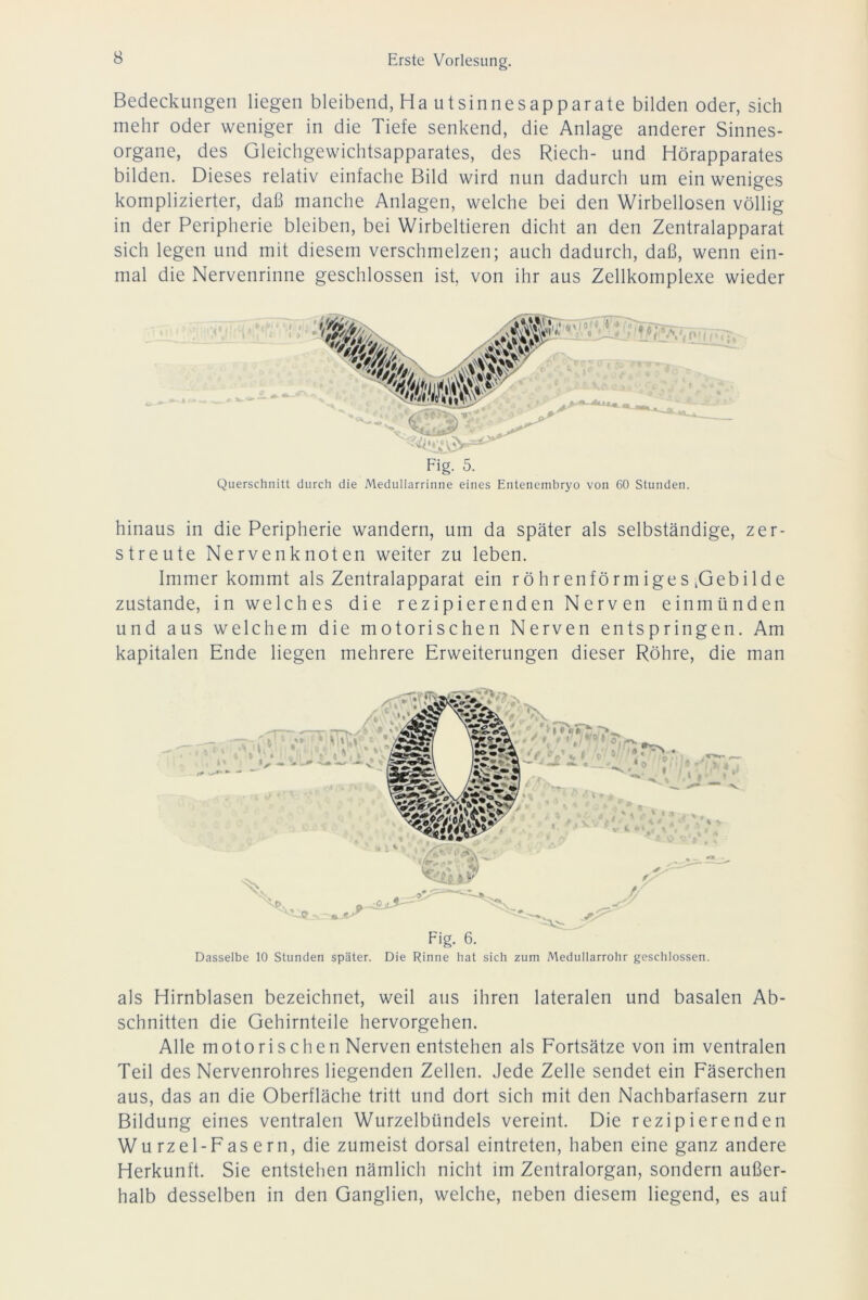 Bedeckungen liegen bleibend, Ha utsinnesapparate bilden oder, sich mehr oder weniger in die Tiefe senkend, die Anlage anderer Sinnes- organe, des Gleichgewichtsapparates, des Riech- und Hörapparates bilden. Dieses relativ einfache Bild wird nun dadurch um ein weniges komplizierter, daß manche Anlagen, welche bei den Wirbellosen völlig in der Peripherie bleiben, bei Wirbeltieren dicht an den Zentralapparat sich legen und mit diesem verschmelzen; auch dadurch, daß, wenn ein- mal die Nervenrinne geschlossen ist, von ihr aus Zellkomplexe wieder Querschnitt durch die Meduliarrinne eines Entenembryo von 60 Stunden. hinaus in die Peripherie wandern, um da später als selbständige, zer- streute Nervenknoten weiter zu leben. Immer kommt als Zentralapparat ein röhrenförmiges ^Gebilde zustande, in welches die rezipierenden Nerven einmünden und aus welchem die motorischen Nerven entspringen. Am kapitalen Ende liegen mehrere Erweiterungen dieser Röhre, die man Fig. 6. Dasselbe 10 Stunden später. Die Rinne hat sich zum Medullarrohr geschlossen. als Hirnblasen bezeichnet, weil aus ihren lateralen und basalen Ab- schnitten die Gehirnteile hervorgehen. Alle motorischen Nerven entstehen als Fortsätze von im ventralen Teil des Nervenrohres liegenden Zellen. Jede Zelle sendet ein Fäserchen aus, das an die Oberfläche tritt und dort sich mit den Nachbarfasern zur Bildung eines ventralen Wurzelbündels vereint. Die rezipierenden Wurzel-Fasern, die zumeist dorsal eintreten, haben eine ganz andere Herkunft. Sie entstehen nämlich nicht im Zentralorgan, sondern außer- halb desselben in den Ganglien, welche, neben diesem liegend, es auf