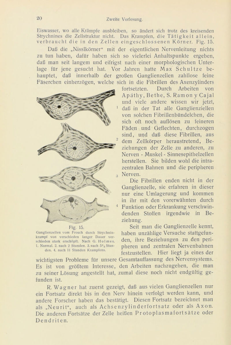 Eiswasser, wo alle Krämpfe ausbleiben, so ändert sich trotz des kreisenden Strychnines die Zellstruktur nicht. Das Krämpfen, die Tätigkeit allein, verbraucht die in den Zellen ein geschlossenen Körner. Fig. 15. Daß die „Nisslkörner“ mit der eigentlichen Nervenleitung nichts zu tun haben, dafür haben sich so vielerlei Anhaltspunkte ergeben, daß man seit langem und eitrigst nach einer morphologischen Unter- lage für jene gesucht hat. Vor Jahren hatte Max Schnitze be- hauptet, daß innerhalb der großen Ganglienzellen zahllose feine Fäserchen einherzögen, welche sich in die Fibrillen des Axenzylinders fortsetzten. Durch Arbeiten von Apäthy, Bethe, S. Ramon y Cajal und viele andere wissen wir jetzt, daß in der Tat alle Ganglienziellen von solchen Fibrillenbündelchen, die sich oft noch auflösen zu feineren Fäden und Geflechten, durchzogen sind, und daß diese Fibrillen, aus dem Zellkörper heraustretend, Be- ziehungen der Zelle zu anderen, zu Nerven - Muskel - Sinnesepithelzellen herstellen. Sie bilden wohl die intra- zentralen Bahnen und die peripheren Nerven. Die Fibrillen enden nicht in der Ganglienzelle, sie erfahren in dieser nur eine Umlagerung und kommen in ihr mit den vorerwähnten durch Funktion oder Erkrankung verschwin- denden Stoffen irgendwie in Be- ziehung. Seit man die Ganglienzelle kennt, haben unzählige Versuche stattgefun- den, ihre Beziehungen zu den peri- pheren und zentralen Nervenbahnen festzustellen. Hier liegt ja eines der wichtigsten Probleme für unsere Gesamtauffassung des Nervensystems. Es ist von größtem Interesse, den Arbeiten nachzugehen, die man zu seiner Lösung angestellt hat, zumal diese noch nicht endgültig ge- funden ist. R. Wagner hat zuerst gezeigt, daß aus vielen Ganglienzellen nur ein Fortsatz direkt bis in den Nerv hinein verfolgt werden kann, und andere Forscher haben das bestätigt. Diesen Fortsatz bezeichnet man als „Neurit“, auch als Achsenzylinderfortsatz oder als Axon. Die anderen Fortsätze der Zelle heißen Protoplasmafortsätze oder Dend riten. Fig. 15. Ganglienzellen vom Frosch durch Strychnin- krampf von verschieden langer Dauer ver- schieden stark erschöpft. Nach G. Holmes. 1. Normal. 2. nach 2 Stunden. 3. nach 51/4 Stun- den. 4. nach 11 Stunden Krampfens.