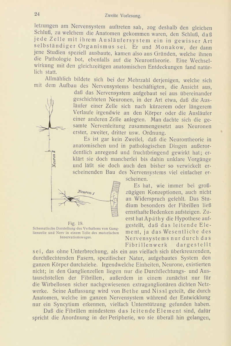 letzungen am Nervensystem auftreten sah, zog deshalb den gleichen Schluß, zu welchem die Anatomen gekommen waren, den Schluß, daß jede Zelle mit ihrem Ausläufersystem ein in gewisser Art selbständiger Organismus sei. Er und Monakow, der dann jene Studien speziell ausbaute, kamen also aus Gründen, welche ihnen die Pathologie bot, ebenfalls auf die Neurontheorie. Eine Wechsel- wirkung mit den gleichzeitigen anatomischen Entdeckungen fand natür- lich statt. Allmählich bildete sich bei der Mehrzahl derjenigen, welche sich mit dem Aufbau des Nervensystems beschäftigten, die Ansicht aus, daß das Nervensystem aufgebaut sei aus übereinander geschichteten Neuronen, in der Art etwa, daß die Aus- läufer einer Zelle sich nach kürzerem oder längerem Verlaufe irgendwie an den Körper oder die Ausläufer einer anderen Zelle anlegten. Man dachte sich die ge- samte Nervenleitung zusammengesetzt aus Neuronen erster, zweiter, dritter usw. Ordnung. Es ist gar kein Zweifel, daß die Neurontheorie in anatomischen und in pathologischen Dingen außeror- dentlich anregend und fruchtbringend gewirkt hat; er- klärt sie doch mancherlei bis dahin unklare Vorgänge und läßt sie doch auch den bisher so verwickelt er- scheinenden Bau des Nervensystems viel einfacher er- scheinen. Es hat, wie immer bei groß- zügigen Konzeptionen, auch nicht an Widerspruch gefehlt. Das Stu- dium besonders der Fibrillen ließ ernsthafte Bedenken aufsteigen. Zu- erst hat Apäthy die Hypothese auf- gestellt, daß das leitende Ele- ment, ja das Wesentliche des Nervensystem s nur durch das Fibrillen werk dargestellt sei, das ohne Unterbrechung, als ein aus vielfach sich überkreuzenden, durchflechtenden Fasern, spezifischer Natur, aufgebautes System den ganzen Körper durchziehe. Irgendwelche Einheiten, Neurone, existierten nicht; in den Ganglienzellen liegen nur die Durchflechtungs- und Aus- tauschstellen der Fibrillen, außerdem in einem zunächst nur für die Wirbellosen sicher nachgewiesenen extraganglionären dichten Netz- werke. Seine Auffassung wird von Bet he und Nissl geteilt, die durch Anatomen, welche im ganzen Nervensystem während der Entwicklung nur ein Syncytium erkennen, vielfach Unterstützung gefunden haben. Daß die Fibrillen mindestens das leitende Element sind, dafür spricht die Anordnung in der Peripherie, wo sie überall hin gelangen, Fig. 19. Schematische Darstellung des Verhaltens von Gang- lienzelle und Nerv in einem Teile des motorischen Innervationsweges.