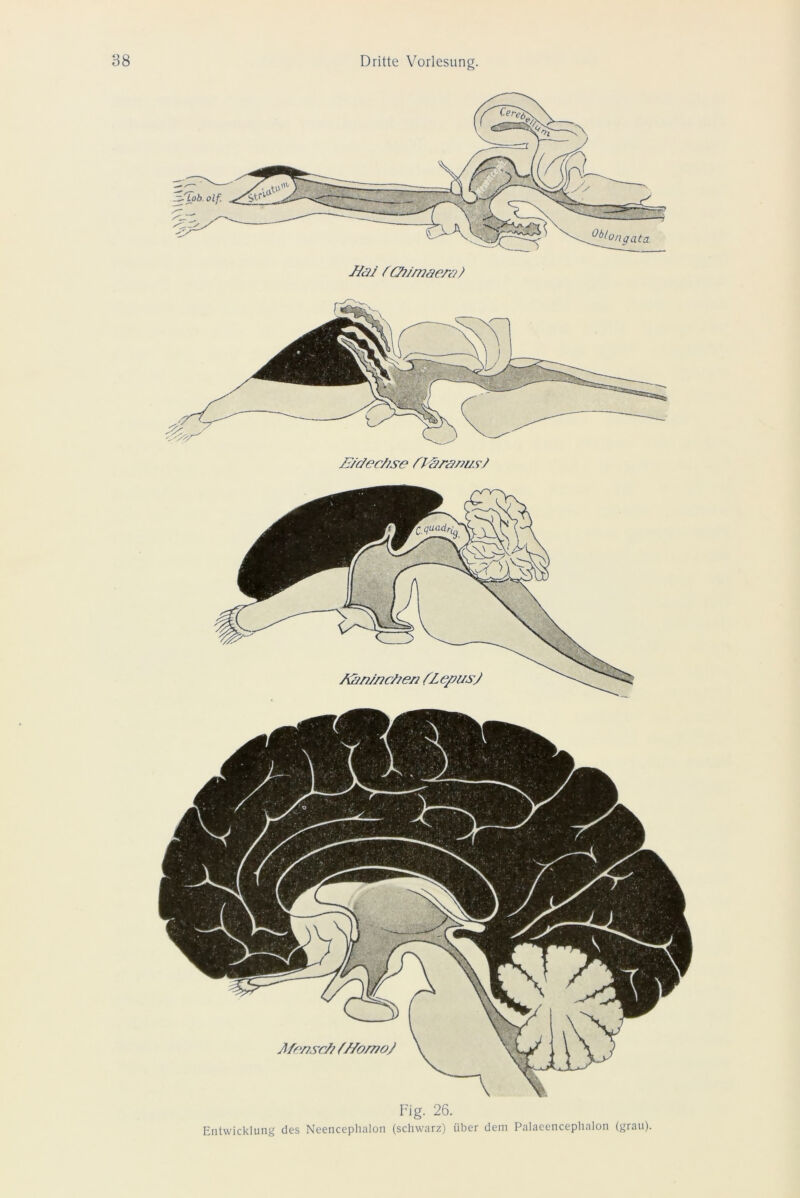 vV\,\\UiU\ Hai f (Hi/naerai H/rieci?se fWram/si Aänincfien fLe^usJ Fig. 26. Entwicklung des Neenceplialon (schwarz) über dem Palaeencephalon (grau).