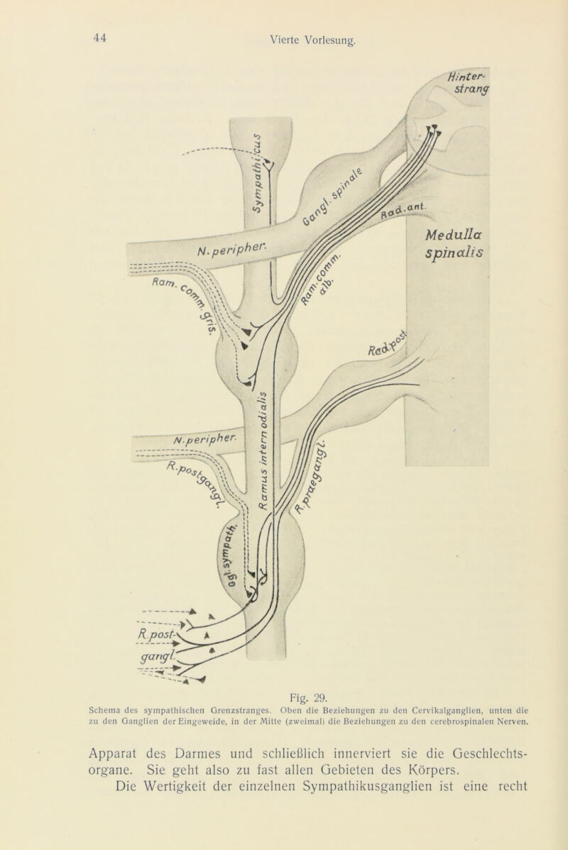 Hinter- strang Schema des sympathischen Grenzstranges. Oben die Beziehungen zu den Cervikalganglien, unten die zu den Ganglien der Eingeweide, in der Mitte (zweimal) die Beziehungen zu den cerebrospinalen Nerven. Apparat des Darmes und schließlich innerviert sie die Geschlechts- organe. Sie geht also zu fast allen Gebieten des Körpers. Die Wertigkeit der einzelnen Sympathikusganglien ist eine recht