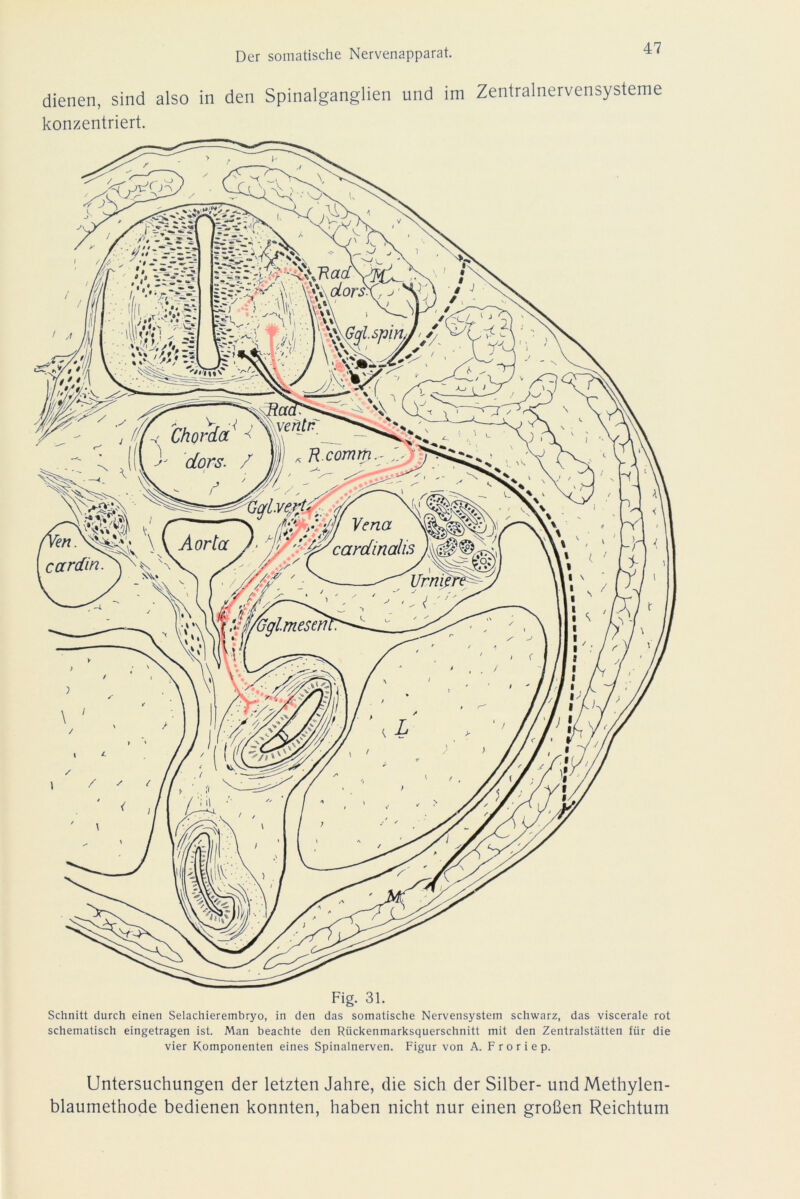 dienen, sind also in den Spinalganglien und im Zentralnervensysteme konzentriert. schematisch eingetragen ist. Man beachte den Rückenmarksquerschnitt mit den Zentralstätten für die vier Komponenten eines Spinalnerven. Figur von A. F r o r i e p. Untersuchungen der letzten Jahre, die sich der Silber- und Methylen- blaumethode bedienen konnten, haben nicht nur einen großen Reichtum