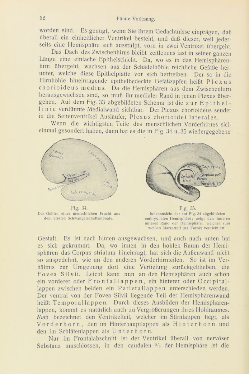 worden sind. Es genügt, wenn Sie Ihrem Gedächtnisse einprägen, daß überall ein einheitlicher Ventrikel besteht, und daß dieser, weil jeder- seits eine Hemisphäre sich ausstülpt, vorn in zwei Ventrikel übergeht. Das Dach des Zwischenhirns bleibt zeitlebens fast in seiner ganzen Länge eine einfache Epithelschicht. Da, wo es in das Hemisphären- hirn übergeht, wachsen aus der Schädelhöhle reichliche Gefäße her- unter, welche diese Epithelplatte vor sich hertreiben. Der so in die Hirnhöhle hineinragende epithelbedeckte Gefäßzapfen heißt Plexus chorioideus medius. Da die Hemisphären aus dem Zwischenhirn herausgewachsen sind, so muß ihr medialer Rand in jenen Plexus über- gehen. Auf dem Fig. 33 abgebildeten Schema ist die zur Epithel- 1 i n i e verdünnte Medialwand sichtbar. Der Plexus chorioideus sendet in die Seitenventrikel Ausläufer, Plexus chorioidei laterales. Wenn die wichtigsten Teile des menschlichen Vorderhirnes sich einmal gesondert haben, dann hat es die in Fig. 34 u. 35 wiedergegebene Fig. 34. Das Gehirn einer menschlichen Frucht aus dem vierten Schwangerschaftsmonate. Fig. 35. Innenansicht der auf Fig. 34 abgebildeten embryonalen Hemisphäre; zeigt den inneren unteren Rand der Hemisphäre, welcher zum weißen Markstreif des Fornix verdickt ist. Gestalt. Es ist nach hinten ausgewachsen, und auch nach unten hat es sich gekrümmt. Da, wo innen in den hohlen Raum der Hemi- sphären das Corpus Striatum hineinragt, hat sich die Außenwand nicht so ausgedehnt, wie an den anderen Vorderhirnteilen. So ist im Ver- hältnis zur Umgebung dort eine Vertiefung zurückgeblieben, die Fovea Silvii. Leicht kann nun an den Hemisphären auch schon ein vorderer oder F ro n t a 11 a p p e n , ein hinterer oder Occipital- lappen zwischen beiden ein Parietallappen unterschieden werden. Der ventral von der Fovea Silvii liegende Teil der Hemisphärenwand heißt Temporallappen. Durch dieses Ausbilden der Hemisphären- lappen, kommt es natürlich auch zu Vergrößerungen ihres Hohlraumes. Man bezeichnet den Ventrikelteil, welcher im Stirnlappen liegt, als Vorder horn, den im Hinterhauptlappen als Hinterhorn und den im Schläfenlappen als Unterhorn. Nur im Frontalabschnitt ist der Ventrikel überall von nervöser Substanz umschlossen, in den caudalen 2A der Hemisphäre ist die