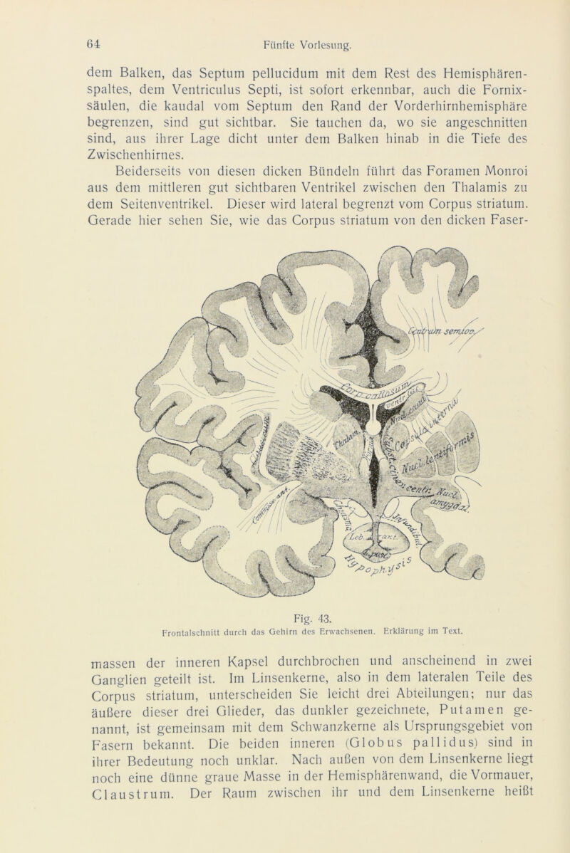 dem Balken, das Septum pellucidum mit dem Rest des Hemisphären- spaltes, dem Ventriculus Septi, ist sofort erkennbar, auch die Fornix- säulen, die kaudal vom Septum den Rand der Vorderhirnhemisphäre begrenzen, sind gut sichtbar. Sie tauchen da, wo sie angeschnitten sind, aus ihrer Lage dicht unter dem Balken hinab in die Tiefe des Zwischenhirnes. Beiderseits von diesen dicken Bündeln führt das Foramen Monroi aus dem mittleren gut sichtbaren Ventrikel zwischen den Thalamis zu dem Seitenventrikel. Dieser wird lateral begrenzt vom Corpus Striatum. Gerade hier sehen Sie, wie das Corpus Striatum von den dicken Faser- Fig. 43. Frontalschnitt durch das Gehirn des Erwachsenen. Erklärung im Text. massen der inneren Kapsel durchbrochen und anscheinend in zwei Ganglien geteilt ist. Im Linsenkerne, also in dem lateralen Teile des Corpus Striatum, unterscheiden Sie leicht drei Abteilungen; nur das äußere dieser drei Glieder, das dunkler gezeichnete, Putamen ge- nannt, ist gemeinsam mit dem Schwanzkerne als Ursprungsgebiet von Fasern bekannt. Die beiden inneren (Globus pallidus) sind in ihrer Bedeutung noch unklar. Nach außen von dem Linsenkerne liegt noch eine dünne graue Masse in der Hemisphärenwand, die Vormauer, Claustrum. Der Raum zwischen ihr und dem Linsenkerne heißt