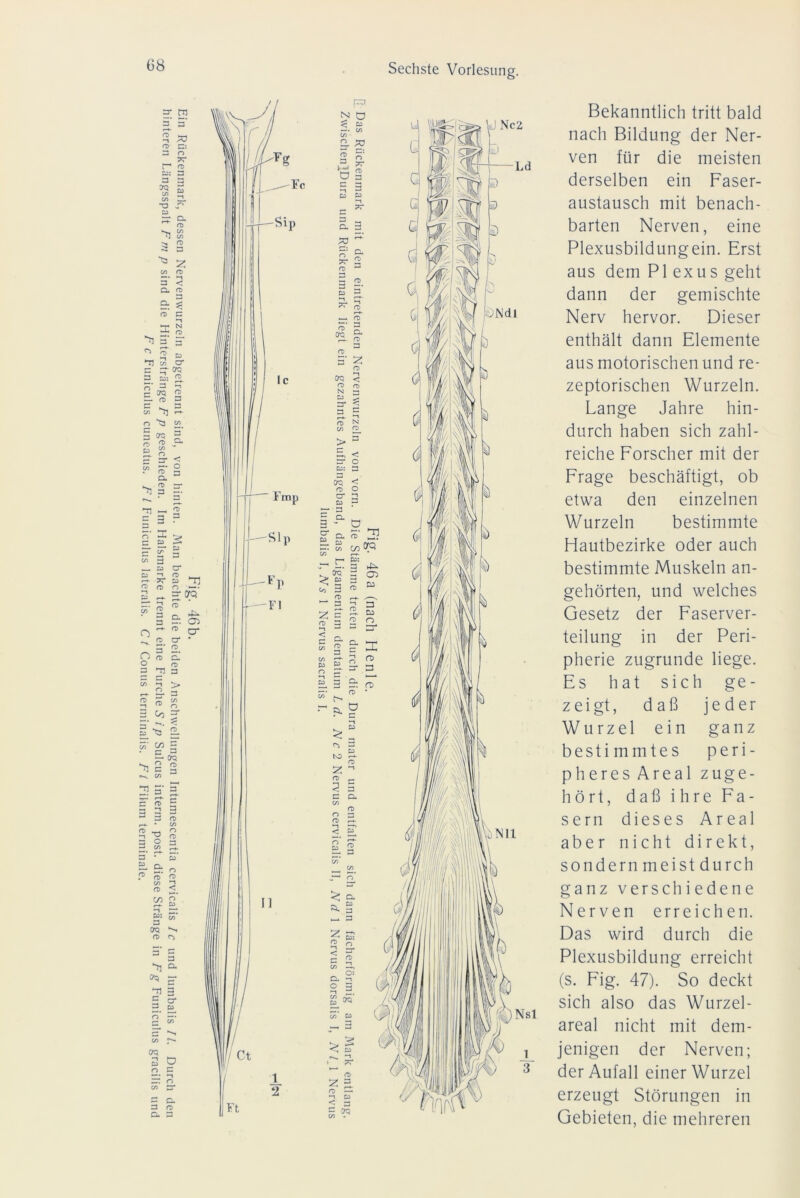 Ui Ui 3 m 3 ■53 Z Ui <T> —t 3 < Cu CO 3 D* a>' £ -» X N O 5* <T> ■-t Ui CJ 3* n CTQ 3 2: n> Nsl Bekanntlich tritt bald nach Bildung der Ner- ven für die meisten derselben ein Faser- austausch mit benach- barten Nerven, eine Plexusbildungein. Erst aus dem Plexus geht dann der gemischte Nerv hervor. Dieser enthält dann Elemente aus motorischen und re- zeptorischen Wurzeln. Lange Jahre hin- durch haben sich zahl- reiche Forscher mit der Frage beschäftigt, ob etwa den einzelnen Wurzeln bestimmte Hautbezirke oder auch bestimmte Muskeln an- gehörten, und welches Gesetz der Faserver- teilung in der Peri- pherie zugrunde liege. Es hat sich ge- zeigt, daß jeder Wurzel ein ganz bestimmtes p e r i - pheres Areal zuge- hört, daß ihre Fa- sern dieses Areal aber nicht direkt, sondern meist durch ganz verschiedene Nerven erreichen. Das wird durch die Plexusbildung erreicht (s. Fig. 47). So deckt sich also das Wurzel- areal nicht mit dem- jenigen der Nerven; der Aufall einer Wurzel erzeugt Störungen in Gebieten, die mehreren