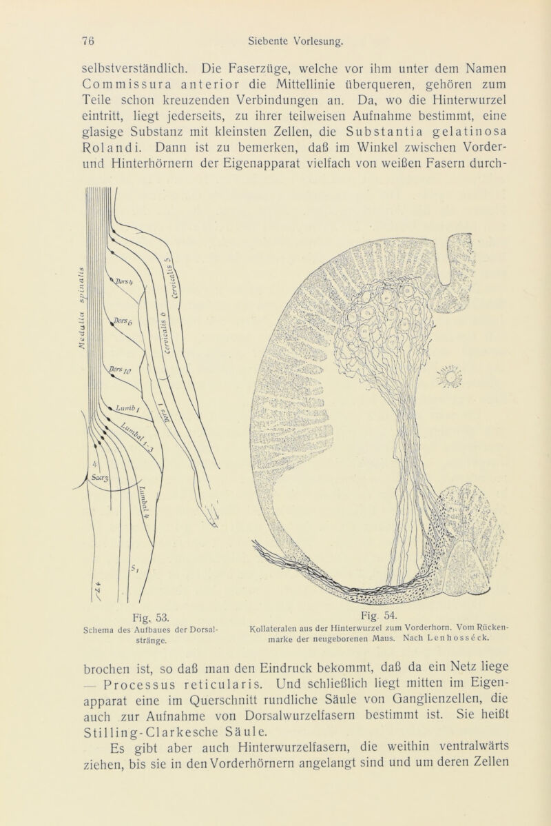 MeduLlci spinalis selbstverständlich. Die Faserzüge, welche vor ihm unter dem Namen Commissura anterior die Mittellinie überqueren, gehören zum Teile schon kreuzenden Verbindungen an. Da, wo die Hinterwurzel eintritt, hegt jederseits, zu ihrer teilweisen Aufnahme bestimmt, eine glasige Substanz mit kleinsten Zellen, die Substantia gelatinosa Rolandi. Dann ist zu bemerken, daß im Winkel zwischen Vorder- und Hinterhörnern der Eigenapparat vielfach von weißen Fasern durch- Fig. 53. Schema des Aufbaues der Dorsal- stränge. Fig. 54. Kollateralen aus der Hinterwurzel zum Vorderhorn. Vom Rücken- marke der neugeborenen Maus. Nach Len hosseck. brochen ist, so daß man den Eindruck bekommt, daß da ein Netz hege Processus reticularis. Und schließlich hegt mitten im Eigen- apparat eine im Querschnitt rundliche Säule von Ganglienzellen, die auch zur Aufnahme von Dorsalwurzelfasern bestimmt ist. Sie heißt Stilling-Clarkesche Säule. Es gibt aber auch Hinterwurzelfasern, die weithin ventralwärts ziehen, bis sie in den Vorderhörnern angelangt sind und um deren Zellen