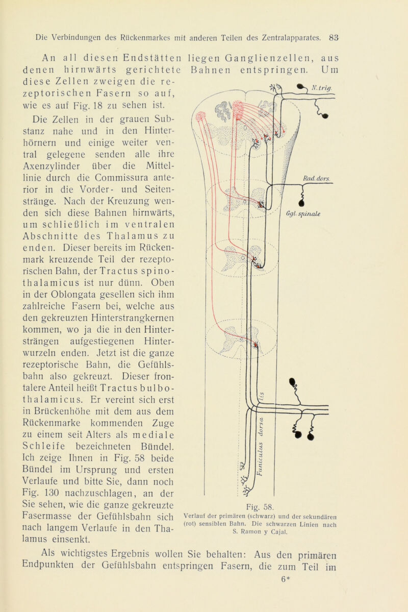 An all diesen Endstätten denen hirnwärts gerichtete diese Zellen zweigen die re- zeptorischen Fasern so auf, wie es auf Fig. 18 zu sehen ist. Die Zellen in der grauen Sub- stanz nahe und in den Hinter- hörnern und einige weiter ven- tral gelegene senden alle ihre Axenzylinder über die Mittel- linie durch die Commissura ante- rior in die Vorder- und Seiten- stränge. Nach der Kreuzung wen- den sich diese Bahnen hirnwärts, um schließlich im ventralen Abschnitte des Thalamus zu enden. Dieser bereits im Rücken- mark kreuzende Teil der rezepto- rischen Bahn, derTractus spino- thalamicus ist nur dünn. Oben in der Oblongata gesellen sich ihm zahlreiche Fasern bei, welche aus den gekreuzten Hinterstrangkernen kommen, wo ja die in den Hinter- strängen aufgestiegenen Hinter- wurzeln enden. Jetzt ist die ganze rezeptorische Bahn, die Gefühls- bahn also gekreuzt. Dieser fron- talere Anteil heißt Tractus bulbo- thalamicus. Er vereint sich erst in Brückenhöhe mit dem aus dem Rückenmarke kommenden Zuge zu einem seit Alters als mediale Schleife bezeichneten Bündel. Ich zeige Ihnen in Fig. 58 beide Bündel im Ursprung und ersten Verlaufe und bitte Sie, dann noch Fig. 130 nachzuschlagen, an der Sie sehen, wie die ganze gekreuzte Fasermasse der Gefühlsbahn sich nach langem Verlaufe in den Tha- liegen Ganglienzellen, aus Bahnen entspringen. Um Fig. 58. Verlauf der primären (schwarz) und der sekundären (rot) sensiblen Bahn. Die schwarzen Linien nach S. Ramon y Cajal. lamus einsenkt. Als wichtigstes Ergebnis wollen Sie behalten: Aus den primären Endpunkten der Gefühlsbahn entspringen Fasern, die zum Teil im 6*