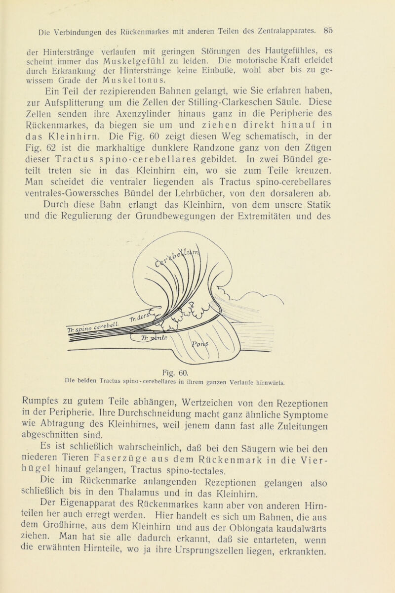 der Hinterstränge verlaufen mit geringen Störungen des Hautgefühles, es scheint immer das Muskelgefühl zu leiden. Die motorische Kraft erleidet durch Erkrankung der Hinterstränge keine Einbuße, wohl aber bis zu ge- wissem Grade der Muskeltonus. Ein Teil der rezipierenden Bahnen gelangt, wie Sie erfahren haben, zur Aufsplitterung um die Zellen der Stilling-Clarkeschen Säule. Diese Zellen senden ihre Axenzylinder hinaus ganz in die Peripherie des Rückenmarkes, da biegen sie um und ziehen direkt hinauf in das Kleinhirn. Die Fig. 60 zeigt diesen Weg schematisch, in der Fig. 62 ist die markhaltige dunklere Randzone ganz von den Zügen dieser Tractus spino-cerebellares gebildet. In zwei Bündel ge- teilt treten sie in das Kleinhirn ein, wo sie zum Teile kreuzen. Man scheidet die ventraler liegenden als Tractus spino-cerebellares ventrales-Gowerssches Bündel der Lehrbücher, von den dorsaleren ab. Durch diese Bahn erlangt das Kleinhirn, von dem unsere Statik und die Regulierung der Grundbewegungen der Extremitäten und des Fig. 60. Die beiden Tractus spino-cerebellares in ihrem ganzen Verlaufe hirnwärts. Rumpfes zu gutem Teile abhängen, Wertzeichen von den Rezeptionen in der Peripherie. Ihre Durchschneidung macht ganz ähnliche Symptome wie Abtragung des Kleinhirnes, weil jenem dann fast alle Zuleitungen abgeschnitten sind. Es ist schließlich wahrscheinlich, daß bei den Säugern wie bei den niederen Tieren Faserzüge aus dem Rückenmark in die Vier- hügel hinauf gelangen, Tractus spino-tectales. Die im Rückenmarke anlangenden Rezeptionen gelangen also schließlich bis in den Thalamus und in das Kleinhirn. Der Eigenapparat des Rückenmarkes kann aber von anderen Hirn- teilen her auch erregt werden. Hier handelt es sich um Bahnen, die aus dem Großhirne, aus dem Kleinhirn und aus der Oblongata kaudalwärts ziehen. Man hat sie alle dadurch erkannt, daß sie entarteten, wenn die erwähnten Hirnteile, wo ja ihre Ursprungszellen liegen, erkrankten.