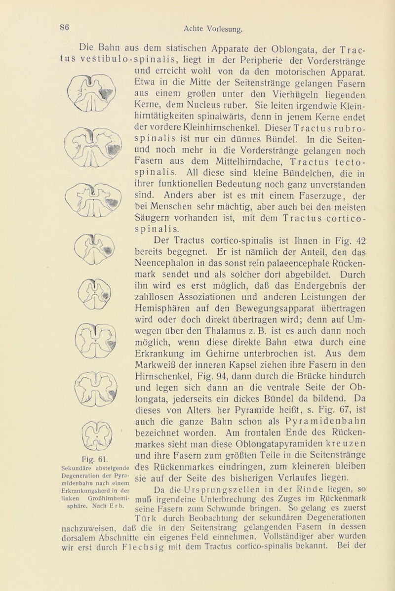 Die Bahn aus dem statischen Apparate der Oblongata, der Trac- tus vestibul o-spinalis, liegt in der Peripherie der Vorderstränge und erreicht wohl von da den motorischen Apparat. Etwa in die Mitte der Seitenstränge gelangen Fasern aus einem großen unter den Vierhügeln liegenden Kerne, dem Nucleus ruber. Sie leiten irgendwie Klein- hirntätigkeiten spinalwärts, denn in jenem Kerne endet der vordere Kleinhirnschenkel. Dieser Tractus rubro- spinalis ist nur ein dünnes Bündel. In die Seiten- und noch mehr in die Vorderstränge gelangen noch Fasern aus dem Mittelhirndache, Tractus tecto- spinalis. All diese sind kleine Bündelchen, die in ihrer funktionellen Bedeutung noch ganz unverstanden sind. Anders aber ist es mit einem Faserzuge, der bei Menschen sehr mächtig, aber auch bei den meisten Säugern vorhanden ist, mit dem Tractus cortico- s p inal i s. Der Tractus cortico-spinalis ist Ihnen in Fig. 42 bereits begegnet. Er ist nämlich der Anteil, den das Neencephalon in das sonst rein palaeencephale Rücken- mark sendet und als solcher dort abgebildet. Durch ihn wird es erst möglich, daß das Endergebnis der zahllosen Assoziationen und anderen Leistungen der Hemisphären auf den Bewegungsapparat übertragen wird oder doch direkt übertragen wird; denn auf Um- wegen über den Thalamus z. B. ist es auch dann noch möglich, wenn diese direkte Bahn etwa durch eine Erkrankung im Gehirne unterbrochen ist. Aus dem Markweiß der inneren Kapsel ziehen ihre Fasern in den Hirnschenkel, Fig. 94, dann durch die Brücke hindurch und legen sich dann an die ventrale Seite der Ob- longata, jederseits ein dickes Bündel da bildend. Da dieses von Alters her Pyramide heißt, s. Fig. 67, ist auch die ganze Bahn schon als Pyramidenbahn bezeichnet worden. Am frontalen Ende des Rücken- markes sieht man diese Oblongatapyramiden kreuzen und ihre Fasern zum größten Teile in die Seitenstränge des Rückenmarkes eindringen, zum kleineren bleiben sie auf der Seite des bisherigen Verlaufes liegen. Da die Ursprungszellen in der Rinde liegen, so muß irgendeine Unterbrechung des Zuges im Rückenmark seine Fasern zum Schwunde bringen. So gelang es zuerst Türk durch Beobachtung der sekundären Degenerationen nachzuweisen, daß die in den Seitenstrang gelangenden Fasern in dessen dorsalem Abschnitte ein eigenes Feld einnehmen. Vollständiger aber wurden wir erst durch Flechsig mit dem Tractus cortico-spinalis bekannt. Bei der Fig. 61. Sekundäre absteigende Degeneration der Pyra- midenbahn nach einem Erkrankungsherd in der linken Großhirnhemi- sphäre. Nach Erb.