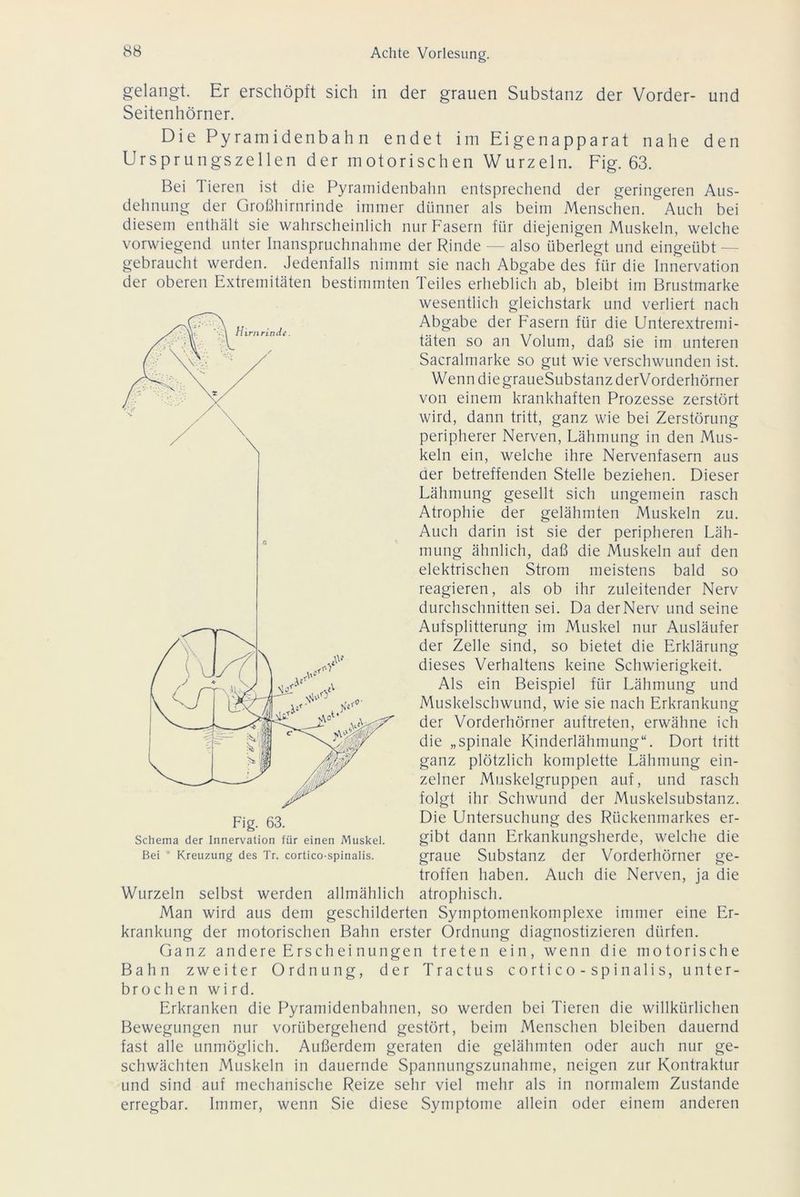 gelangt. Er erschöpft sich in der grauen Substanz der Vorder- und Seitenhörner. Die Pyramidenbahn endet im Eigenapparat nahe den Ursprungszellen der motorischen Wurzeln. Fig. 63. Bei Tieren ist die Pyramidenbahn entsprechend der geringeren Aus- dehnung der Großhirnrinde immer dünner als beim Menschen. Auch bei diesem enthält sie wahrscheinlich nur Fasern für diejenigen Muskeln, welche vorwiegend unter Inanspruchnahme der Rinde — also überlegt und eingeübt — gebraucht werden. Jedenfalls nimmt sie nach Abgabe des für die Innervation der oberen Extremitäten bestimmten Teiles erheblich ab, bleibt im Brustmarke wesentlich gleichstark und verliert nach Abgabe der Fasern für die Unterextremi- täten so an Volum, daß sie im unteren Sacralmarke so gut wie verschwunden ist. Wenn die graueSubstanzderVorderhörner von einem krankhaften Prozesse zerstört wird, dann tritt, ganz wie bei Zerstörung peripherer Nerven, Lähmung in den Mus- keln ein, welche ihre Nervenfasern aus der betreffenden Stelle beziehen. Dieser Lähmung gesellt sich ungemein rasch Atrophie der gelähmten Muskeln zu. Auch darin ist sie der peripheren Läh- mung ähnlich, daß die Muskeln auf den elektrischen Strom meistens bald so reagieren, als ob ihr zuleitender Nerv durchschnitten sei. Da derNerv und seine Aufsplitterung im Muskel nur Ausläufer der Zelle sind, so bietet die Erklärung dieses Verhaltens keine Schwierigkeit. Als ein Beispiel für Lähmung und Muskelschwund, wie sie nach Erkrankung der Vorderhörner auftreten, erwähne ich die „spinale Kinderlähmung“. Dort tritt ganz plötzlich komplette Lähmung ein- zelner Muskelgruppen auf, und rasch folgt ihr Schwund der Muskelsubstanz. Die Untersuchung des Rückenmarkes er- gibt dann Erkankungsherde, welche die graue Substanz der Vorderhörner ge- troffen haben. Auch die Nerven, ja die Wurzeln selbst werden allmählich atrophisch. Man wird aus dem geschilderten Symptomenkomplexe immer eine Er- krankung der motorischen Bahn erster Ordnung diagnostizieren dürfen. Ganz andere Erschei nungen treten ein, wenn die motorische Bahn zweiter Ordnung, der Tractus cortico - spinalis, unter- brochen wird. Erkranken die Pyramidenbahnen, so werden bei Tieren die willkürlichen Bewegungen nur vorübergehend gestört, beim Menschen bleiben dauernd fast alle unmöglich. Außerdem geraten die gelähmten oder auch nur ge- schwächten Muskeln in dauernde Spannungszunahme, neigen zur Kontraktur und sind auf mechanische Reize sehr viel mehr als in normalem Zustande erregbar. Immer, wenn Sie diese Symptome allein oder einem anderen Bei * Kreuzung des Tr. cortico-spinalis.