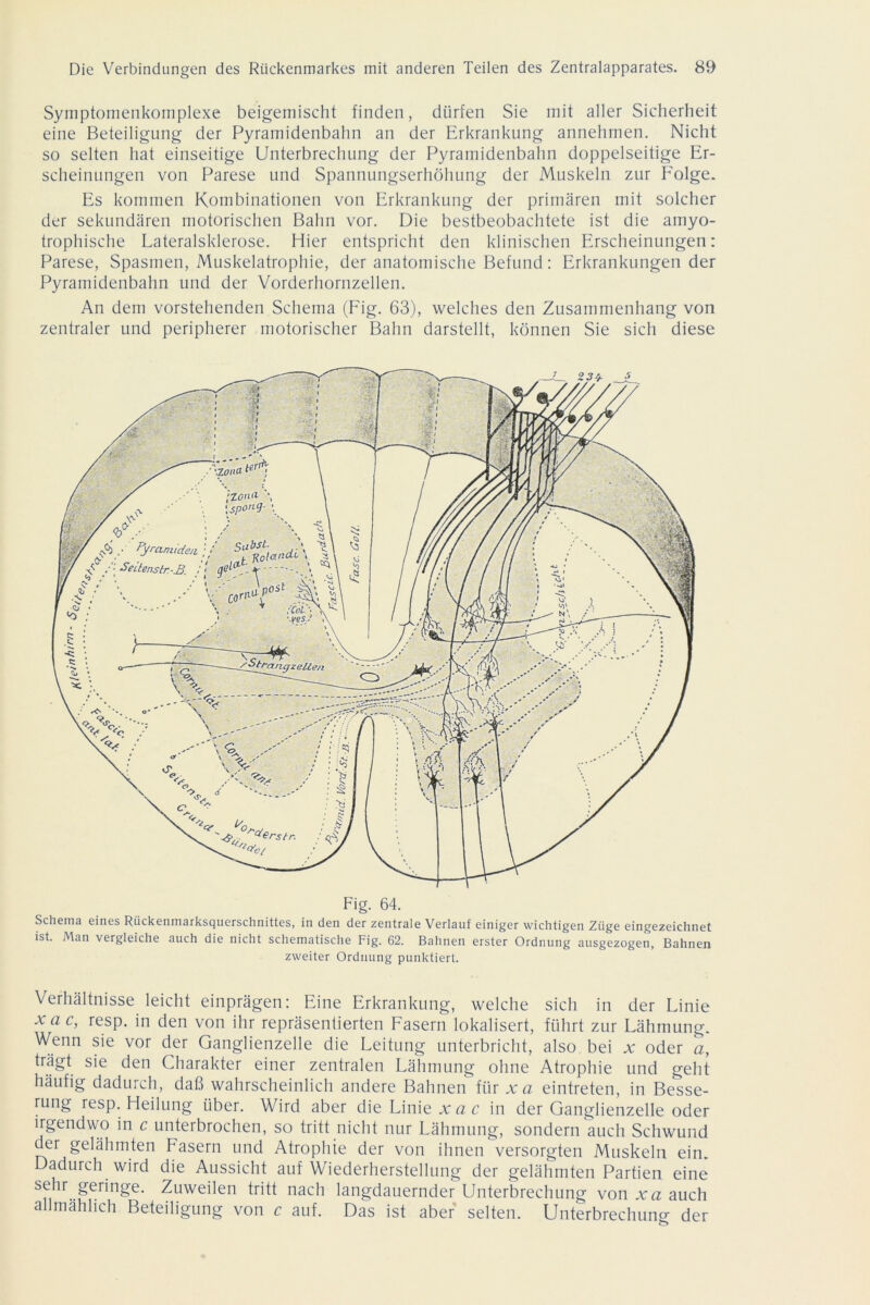 Symptomenkomplexe beigemischt finden, dürfen Sie mit aller Sicherheit eine Beteiligung der Pyramidenbahn an der Erkrankung annehmen. Nicht so selten hat einseitige Unterbrechung der Pyramidenbahn doppelseitige Er- scheinungen von Parese und Spannungserhöhung der Muskeln zur Folge. Es kommen Kombinationen von Erkrankung der primären mit solcher der sekundären motorischen Bahn vor. Die bestbeobachtete ist die amyo- trophische Lateralsklerose. Hier entspricht den klinischen Erscheinungen: Parese, Spasmen, Muskelatrophie, der anatomische Befund: Erkrankungen der Pyramidenbahn und der Vorderhornzellen. An dem vorstehenden Schema (Fig. 63), welches den Zusammenhang von zentraler und peripherer motorischer Bahn darstellt, können Sie sich diese Fig. 64. Schema eines Rückenmarksquerschnittes, in den der zentrale Verlauf einiger wichtigen Züge eingezeichnet ist. Man vergleiche auch die nicht schematische Fig. 62. Bahnen erster Ordnung ausgezogen, Bahnen zweiter Ordnung punktiert. Verhältnisse leicht einprägen: Eine Erkrankung, welche sich in der Linie x a c, resp. in den von ihr repräsentierten Fasern lokalisert, führt zur Lähmung. Wenn sie vor der Ganglienzelle die Leitung unterbricht, also bei x oder a, trägt sie den Charakter einer zentralen Lähmung ohne Atrophie und geht häufig dadurch, daß wahrscheinlich andere Bahnen für xa eintreten, in Besse- rung resp. Heilung über. Wird aber die Linie xac in der Ganglienzelle oder irgendwo in c unterbrochen, so tritt nicht nur Lähmung, sondern auch Schwund der gelähmten Fasern und Atrophie der von ihnen versorgten Muskeln ein. Dadurch wird die Aussicht auf Wiederherstellung der gelähmten Partien eine sehr geringe. Zuweilen tritt nach langdauernder Unterbrechung von xa auch allmählich Beteiligung von c auf. Das ist aber selten. Unterbrechung der