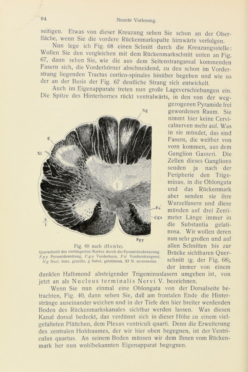 seitigen. Etwas von dieser Kreuzung sehen Sie schon an der Ober- fläche, wenn Sie die vordere Rückenmarkspalte hirnwärts verfolgen. Nun lege ich Fig. 68 einen Schnitt durch die Kreuzungsstelle: Wollen Sie den vergleichen mit dem Rückenmarkschnitt unten an Fig! 67, dann sehen Sie, wie die aus dem Seitenstrangareal kommenden Fasern sich, die Vorderhörner abschneidend, zu den schon im Vorder- strang liegenden Tractus cortico-spinales hinüber begeben und wie so der an der Basis der Fig. 67 deutliche Strang sich entwickelt. Auch im Eigenapparate treten nun große Lageverschiebungen ein. Die Spitze des Hinterhornes rückt ventralwärts, in den von der weg- gezogenen Pyramide frei gewordenen Raum. Sie nimmt hier keine Cervi- calnerven mehr auf. Was in sie mündet, das sind Fasern, die weither von vorn kommen, aus dem Ganglion Gasseri. Die Zellen dieses Ganglions senden ja nach der Peripherie den Trige- minus, in die Oblongata und das Rückenmark aber senden sie ihre Wurzelfasern und diese münden auf drei Zenti- meter Länge immer in die Substantia gelati- nosa. Wir wollen deren nun sehr großen und auf allen Schnitten bis zur Brücke sichtbaren Quer- schnitt (g. der Fig. 68), der immer von einem dunklen Halbmond absteigender Trigeminusfasern umgeben ist, von jetzt an als Nucleus terminalis Nervi V. bezeichnen. Wenn Sie nun einmal eine Oblongata von der Dorsalseite be- trachten, Fig. 40, dann sehen Sie, daß am frontalen Ende die Hinter- stränge auseinander weichen und in der Tiefe den hier breiter werdenden Boden des Rückenmarkskanales sichtbar werden lassen. Was diesen Kanal dorsal bedeckt, das verdünnt sich in dieser Höhe zu einem viel- gefalteten Plättchen, dem Plexus ventriculi quarti. Denn die Erweiterung des zentralen Hohlraumes, der wir hier oben begegnen, ist der Ventri- culus quartus. An seinem Boden müssen wir dem Ihnen vom Rücken- mark her nun wohlbekannten Eigenapparat begegnen. Fpy Fig. 68 nach (H enle). Querschnitt des verlängerten Markes durch die Pyramidenkreuzung. Fpy Pyramidenstrang, Cga Vorderhorn, Fa‘ Vorderstrangrest, Ng Nucl. func. gracilis, g Subst. geiatinosa, XI N. accessorius.