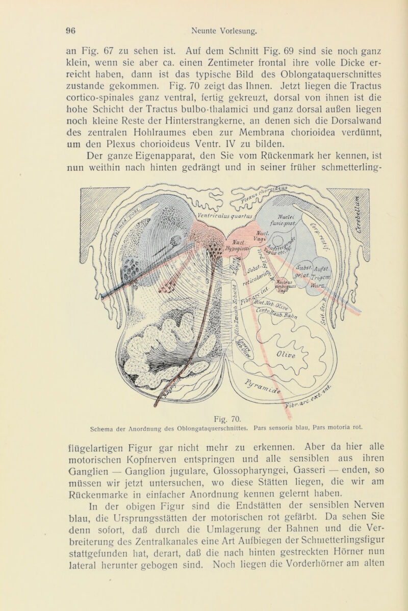 Veniriculus quarfus NacUi fumc.post/ y Mud. Mud. Va^y. ( flypoglossif Subst. qelat. / an Fig. 67 zu sehen ist. Auf dem Schnitt Fig. 69 sind sie noch ganz klein, wenn sie aber ca. einen Zentimeter frontal ihre volle Dicke er- reicht haben, dann ist das typische Bild des Oblongataquerschnittes zustande gekommen. Fig. 70 zeigt das Ihnen. Jetzt liegen die Tractus cortico-spinales ganz ventral, fertig gekreuzt, dorsal von ihnen ist die hohe Schicht der Tractus bulbo-thalamici und ganz dorsal außen liegen noch kleine Reste der Hinterstrangkerne, an denen sich die Dorsalwand des zentralen Hohlraumes eben zur Membrana chorioidea verdünnt, um den Plexus chorioideus Ventr. IV zu bilden. Der ganze Eigenapparat, den Sie vom Rückenmark her kennen, ist nun weithin nach hinten gedrängt und in seiner früher schmetterling- Fig. 70. Schema der Anordnung des Oblongataquerschnittes. Pars sensoria blau, Pars motoria rot. fiügelartigen Figur gar nicht mehr zu erkennen. Aber da hier alle motorischen Kopfnerven entspringen und alle sensiblen aus ihren Ganglien — Ganglion jugulare, Glossopharyngei, Gasseri — enden, so müssen wir jetzt untersuchen, wo diese Stätten liegen, die wir am Rückenmarke in einfacher Anordnung kennen gelernt haben. In der obigen Figur sind die Endstätten der sensiblen Nerven blau, die Ursprungsstätten der motorischen rot gefärbt. Da sehen Sie denn sofort, daß durch die Umlagerung der Bahnen und die Ver- breiterung des Zentralkanales eine Art Aufbiegen der Schmetterlingsfigur stattgefunden hat, derart, daß die nach hinten gestreckten Hörner nun lateral herunter gebogen sind. Noch liegen die Vorderhörner am alten