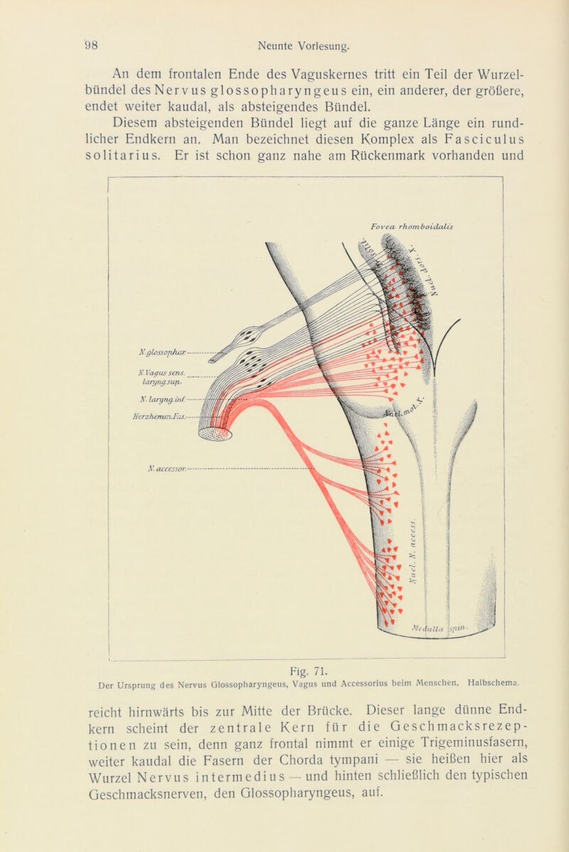 An dem frontalen Ende des Vaguskernes tritt ein Teil der Wurzel- bündel des Nervus glossopharyngeus ein, ein anderer, der größere, endet weiter kaudal, als absteigendes Bündel. Diesem absteigenden Bündel liegt auf die ganze Länge ein rund- licher Endkern an. Man bezeichnet diesen Komplex als Fasciculus solitarius. Er ist schon ganz nahe am Rückenmark vorhanden und N.glossopÄur- N. Vagus sens. _ laryng.suji. A’. largng.inf.— Hcrzhcmm.F.is.-- N. accessor. - Fovea, rhomboidulis Fig. 71. Der Ursprung des Nervus Glossopharyngeus, Vagus und Accessorius beim Menschen. Halbschema. reicht hirnwärts bis zur Mitte der Brücke. Dieser lange dünne End- kern scheint der zentrale Kern für die Geschmacksrezep- tionen zu sein, denn ganz frontal nimmt er einige Trigeminusfasern, weiter kaudal die Fasern der Chorda tympani — sie heißen hier als Wurzel Nervus intermedius — und hinten schließlich den typischen Geschmacksnerven, den Glossopharyngeus, auf.