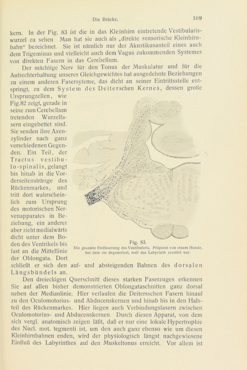 kern. In der Fig. 83 ist die in das Kleinhirn eintretende Vestibularis- wurzel zu sehen Man hat sie auch als „direkte sensorische Kleinhirn- bahn“ bezeichnet. Sie ist nämlich nur der Akustikusanteil eines auch dem Trigeminus und vielleicht auch dem Vagus zukommenden Systemes von direkten Fasern in das Cerebellum. Der mächtige Nerv für den Tonus der Muskulatur und für die Aufrechterhaltung unseres Gleichgewichtes hat ausgedehnte Beziehungen zu einem anderen Fasersyteme, das dicht an seiner Eintrittsstelle ent- springt, zu dem System des D eit er sehen Kernes, dessen große Ursprungzellen, wie Fig.82 zeigt, gerade in seine zum Cerebellum tretenden Wurzelfa- sern eingebettet sind. Sie senden ihre Axen- zylinder nach ganz verschiedenen Gegen- den. Ein Teil, der Tractus vestibu- lo- spinal is, gelangt bis hinab in die Vor- derseitenstränge des Rückenmarkes, und tritt dort wahrschein- lich zum Ursprung des motorischen Ner- venapparates in Be- ziehung, ein anderer aber zieht medialwärts dicht unter dem Bo- den des Ventrikels bis 11. • Die gesamte Endfaserung des Vestibularis. Präparat von einem Hunde, TaSt an die iVVltteinnie bei dem sie degeneriert, weil das Labyrinth zerstört war. der Oblongata. Dort schließt er sich den auf- und absteigenden Bahnen des dorsalen Längsbündels an. Den dreieckigen Querschnitt dieses starken Faserzuges erkennen Sie auf allen bisher demonstrierten Oblongataschnitten ganz dorsal neben der Medianlinie. Hier verlaufen die Deitersschen Fasern hinauf zu den Oculomotorius- und Abducenskernen und hinab bis in den Hals- teil des Rückenmarkes. Hier liegen auch Verbindungsfasern zwischen Oculomotorius- und Abducenskernen. Durch diesen Apparat, von dem sich vergl. anatomisch zeigen läßt, daß er nur eine lokale Hypertrophie des Nucl. mot. tegmenti ist, um den auch ganz ebenso wie um diesen Kleinhirnbahnen enden, wird der physiologisch längst nachgewiesene Einfluß des Labyrinthes auf den Muskeltonus erreicht. Vor allem ist