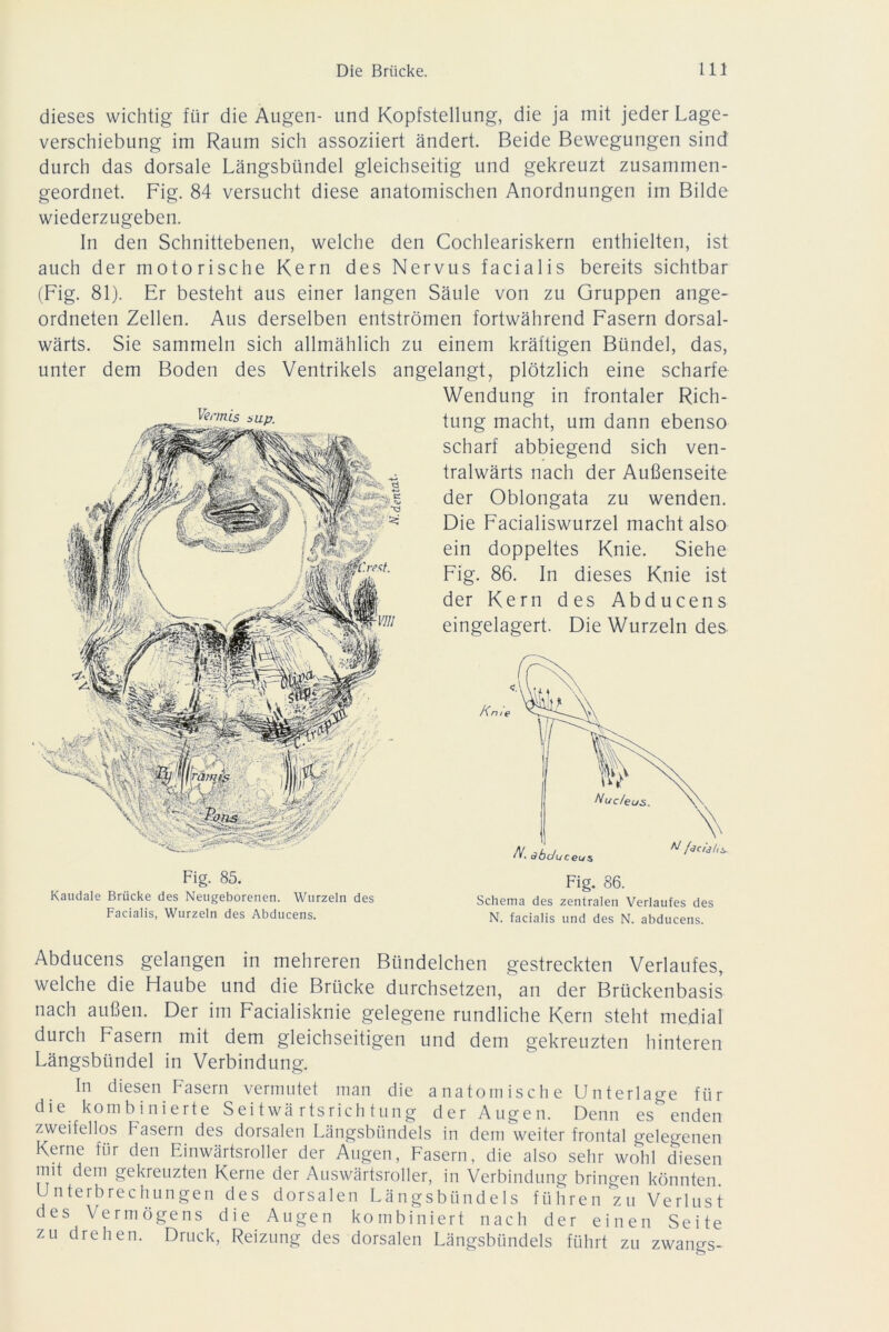 dieses wichtig für die Augen- und Kopfstellung, die ja mit jeder Lage- verschiebung im Raum sich assoziiert ändert. Beide Bewegungen sind durch das dorsale Längsbündel gleichseitig und gekreuzt zusammen- geordnet. Fig. 84 versucht diese anatomischen Anordnungen im Bilde wiederzugeben. In den Schnittebenen, welche den Cochleariskern enthielten, ist auch der motorische Kern des Nervus facialis bereits sichtbar (Fig. 81). Er besteht aus einer langen Säule von zu Gruppen ange- ordneten Zellen. Aus derselben entströmen fortwährend Fasern dorsal- wärts. Sie sammeln sich allmählich zu einem kräftigen Bündel, das, unter dem Boden des Ventrikels angelangt, plötzlich eine scharfe Wendung in frontaler Rich- tung macht, um dann ebenso scharf abbiegend sich ven- tralwärts nach der Außenseite der Oblongata zu wenden. Die Facialiswurzel macht also ein doppeltes Knie. Siehe Fig. 86. In dieses Knie ist der Kern des Abducens eingelagert. Die Wurzeln des Kn u Fig. 86. Schema des zentralen Verlaufes des N. facialis und des N. abducens. Abducens gelangen in mehreren Bündelchen gestreckten Verlaufes, welche die Haube und die Brücke durchsetzen, an der Brückenbasis nach außen. Der im Facialisknie gelegene rundliche Kern steht medial durch Fasern mit dem gleichseitigen und dem gekreuzten hinteren Längsbündel in Verbindung. In diesen Fasern vermutet man die anatomische Unterlage für die kombinierte Seitwärtsrichtung der Augen. Denn es enden zweifellos Fasern des dorsalen Längsbündels in dem weiter frontal gelegenen Kerne für den Einwärtsroller der Augen, Fasern, die also sehr wohl diesen mit dem gekreuzten Kerne der Auswärtsroller, in Verbindung bringen könnten. Unterbrechungen des dorsalen Längsbündels führen zu Verlust des Vermögens die Augen kombiniert nach der einen Seite zu drehen. Druck, Reizung des dorsalen Längsbündels führt zu zwangs- Fig. 85. Kaudale Brücke des Neugeborenen. Wurzeln des Facialis, Wurzeln des Abducens.