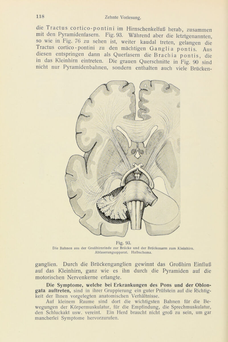 die Tractus cortico-pontini im Hirnschenkelfuß herab, zusammen mit den Pyramidenfasern. Fig. 93. Während aber die letztgenannten, so wie in Fig. 76 zu sehen ist, weiter kaudal treten, gelangen die Tractus cortico-pontini zu den mächtigen Ganglia pontis. Aus diesen entspringen dann als Querfasern die Brach ia pontis, die in das Kleinhirn eintreten. Die grauen Querschnitte in Fig. 9o’sind nicht nur Pyramidenbahnen, sondern enthalten auch viele Brücken- Fig. 93. Die Bahnen aus der Großhirnrinde zur Brücke und der Brückenarm zum Kleinhirn. Abfaserungsapparat. Halbschema. ganglien. Durch die Brückenganglien gewinnt das Großhirn Einfluß auf das Kleinhirn, ganz wie es ihn durch die Pyramiden auf die motorischen Nervenkerne erlangte. Die Symptome, welche bei Erkrankungen des Pons und der Oblon- gata auftreten, sind in ihrer Gruppierung ein guter Prüfstein auf die Richtig- keit der Ihnen vorgelegten anatomischen Verhältnisse. Auf kleinem Raume sind dort die wichtigsten Bahnen für die Be- wegungen der Körpermuskulatur, für die Empfindung, die Sprechmuskulatur, den Schluckakt usw. vereint. Ein Herd braucht nicht groß zu sein, um gar mancherlei Symptome hervorzurufen.