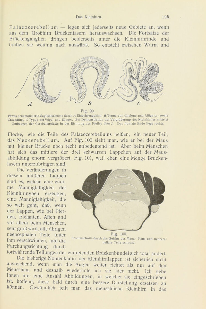 Palaeocerebellum — legen sich jederseits neue Gebiete an, wenn aus dem Großhirn Brückenfasern herauswachsen. Die Fortsätze der Brückenganglien dringen beiderseits unter die Kleinhirnrinde und treiben sie weithin nach auswärts. So entsteht zwischen Wurm und Fig. 99. Etwas schematisierte Sagittalschnitte durch A Eidechsengehirn, B Typus von Chelone und Alligator, sowie Crocodilus, C Typus der Vögel und Säuger. Zur Demonstration der Vergrößerung des Kleinhirnes mittelst Umbeugen der Cerebellarplatte in der Richtung des Pfeiles über A. Das frontale Ende liegt rechts. Flocke, wie die Teile des Palaeocerebellums heißen, ein neuer Teil, das Neocerebe 11 um. Auf Fig. 100 sieht man, wie er bei der Maus mit kleiner Brücke noch recht unbedeutend ist. Aber beim Menschen hat sich das mittlere der drei schwarzen Läppchen auf der Maus- abbildung enorm vergrößert, Fig. 101, weil eben eine Menge Brücken- fasern unterzubringen sind. Die Veränderungen in diesem mittleren Lappen sind es, welche eine enor- me Mannigfaltigkeit der Kleinhirntypen erzeugen, eine Mannigfaltigkeit, die so weit geht, daß, wenn der Lappen, wie bei Pfer- den, Elefanten, Affen und vor allem beim Menschen, sehr groß wird, alle übrigen neencephalen Teile unter ihm verschwinden, und die Furchungsrichtung durch fortwährende Teilungen der eintretenden Brückenbündel sich total ändert. Die bisherige Nomenklatur der Kleinhirnlappen ist sicherlich nicht ausreichend, wenn man die Augen weiter richtet als nur auf den Menschen, und deshalb wiederhole ich sie hier nicht. Ich gebe Ihnen nur eine Anzahl Abbildungen, in welcher sie eingeschrieben ist, hoffend, diese bald durch eine bessere Darstellung ersetzen zu können. Gewöhnlich teilt man das menschliche Kleinhirn in das Fig. 100. Frontalschnitt durch das Gehirn der Maus. bellare Teile schwarz. Pons und neocere-