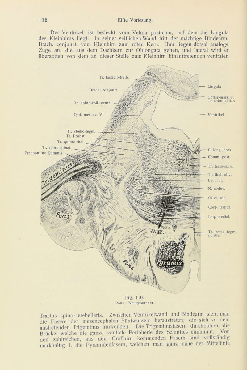 Der Ventrikel ist bedeckt vom Velum posticum, auf dem die Lingula des Kleinhirns liegt. In seiner seitlichen Wand tritt der mächtige Bindearm, Brach, conjunct. vom Kleinhirn zum roten Kern. Ihm liegen dorsal analoge Züge an, die aus dem Dachkern zur Oblongata gehen, und lateral wird er überzogen von dem an dieser Stelle zum Kleinhirn hinauftretenden ventralen Lingula Cbllar-mark u. Tr. spino-cbll. v Ventrikel F. long. dors. Comm. post. Tr. tecto-spin. Tr. thal. oliv. Laq. lat. N. abduc. Oliva sup. Corp. trapez. Laq. medial. Tr. cereb.-tegm. pontis. Tr. fastigio-bulb. / Brach, conjunct. Tr. spino-cbll. ventr. Rad. mesenc. V. Tr. cbello-tegm. Tr. Probst Tr. quinto-thal. Tr. rubro-spinal. Praepontine Commis Fig. 110. Pons. Neugeborener. Tractus spino-cerebellaris. Zwischen Ventrikelwand und Bindearm sieht man die Fasern der mesencephalen Fünfwurzeln heraustreten, die sich zu dem austretenden Trigeminus hinwenden. Die Trigeminusfasern durchbohren die Brücke, welche die ganze ventrale Peripherie des Schnittes einnimmt. Von den zahlreichen, aus dem Großhirn kommenden Fasern sind vollständig markhaltig 1. die Pyramidenfasern, welchen man ganz nahe der Mittellinie