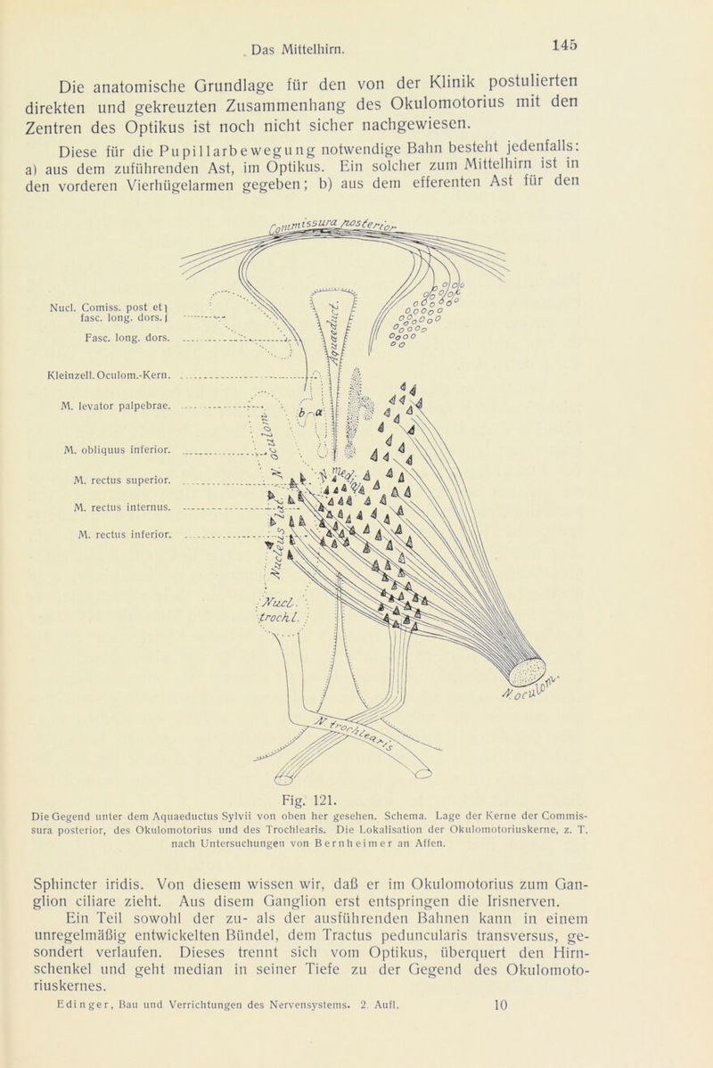 Die anatomische Grundlage für den von der Klinik postulierten direkten und gekreuzten Zusammenhang des Okulomotorius mit den Zentren des Optikus ist noch nicht sicher nachgewiesen. Diese für die Pu pi 11 arbe wegung notwendige Bahn bestellt jedenfalls, a) aus dem zuführenden Ast, im Optikus. Ein solcher zum Mittelhirn ist in den vorderen Vierhügelarmen gegeben; b) aus dem efferenten Ast für den Nucl. Comiss. post et j fase. long. dors. j Fase. long. dors. Kleinzell. Oculom.-Kern. M. levator palpebrae. M. obliquus inferior. M. rectus superior. M. rectus internus. M. rectus inferior. Fig. 121. Die Gegend unter dem Aquaeductus Sylvii von oben her gesehen. Schema. Lage der Kerne der Comrnis- sura posterior, des Okulomotorius und des Trochlearis. Die Lokalisation der Okulomotoriuskerne, z. T. nach Untersuchungen von Bernheim er an Affen. Sphincter iridis. Von diesem wissen wir, daß er im Okulomotorius zum Gan- glion ciliare zieht. Aus disem Ganglion erst entspringen die Irisnerven. Ein Teil sowohl der zu- als der ausführenden Bahnen kann in einem unregelmäßig entwickelten Bündel, dem Tractus peduncularis transversus, ge- sondert verlaufen. Dieses trennt sich vom Optikus, überquert den Hirn- schenkel und geht median in seiner Tiefe zu der Gegend des Okulomoto- riuskernes. Edinger, Bau und Verrichtungen des Nervensystems. 2 Aufl. 10